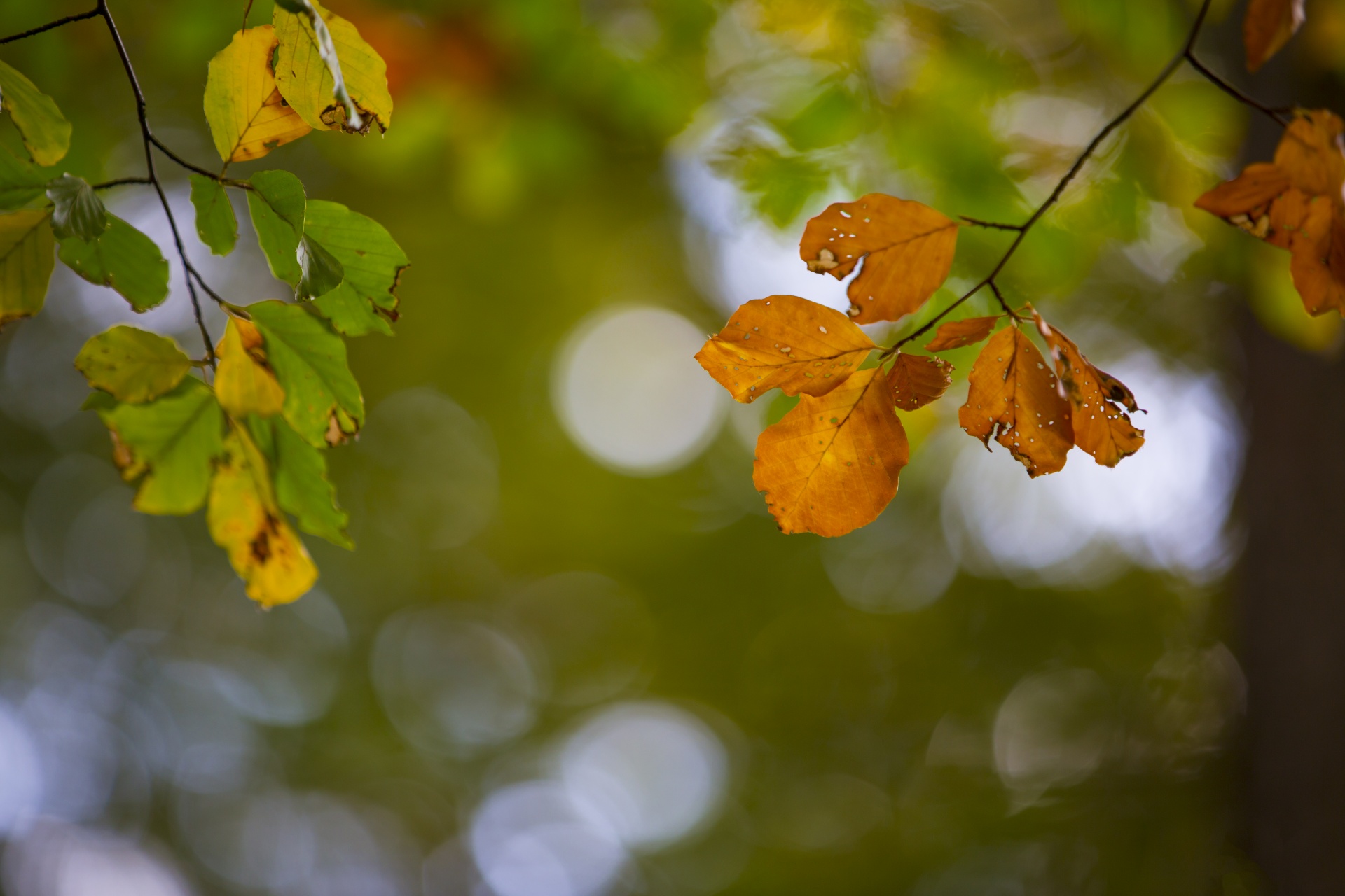 autumn leaf leaves free photo