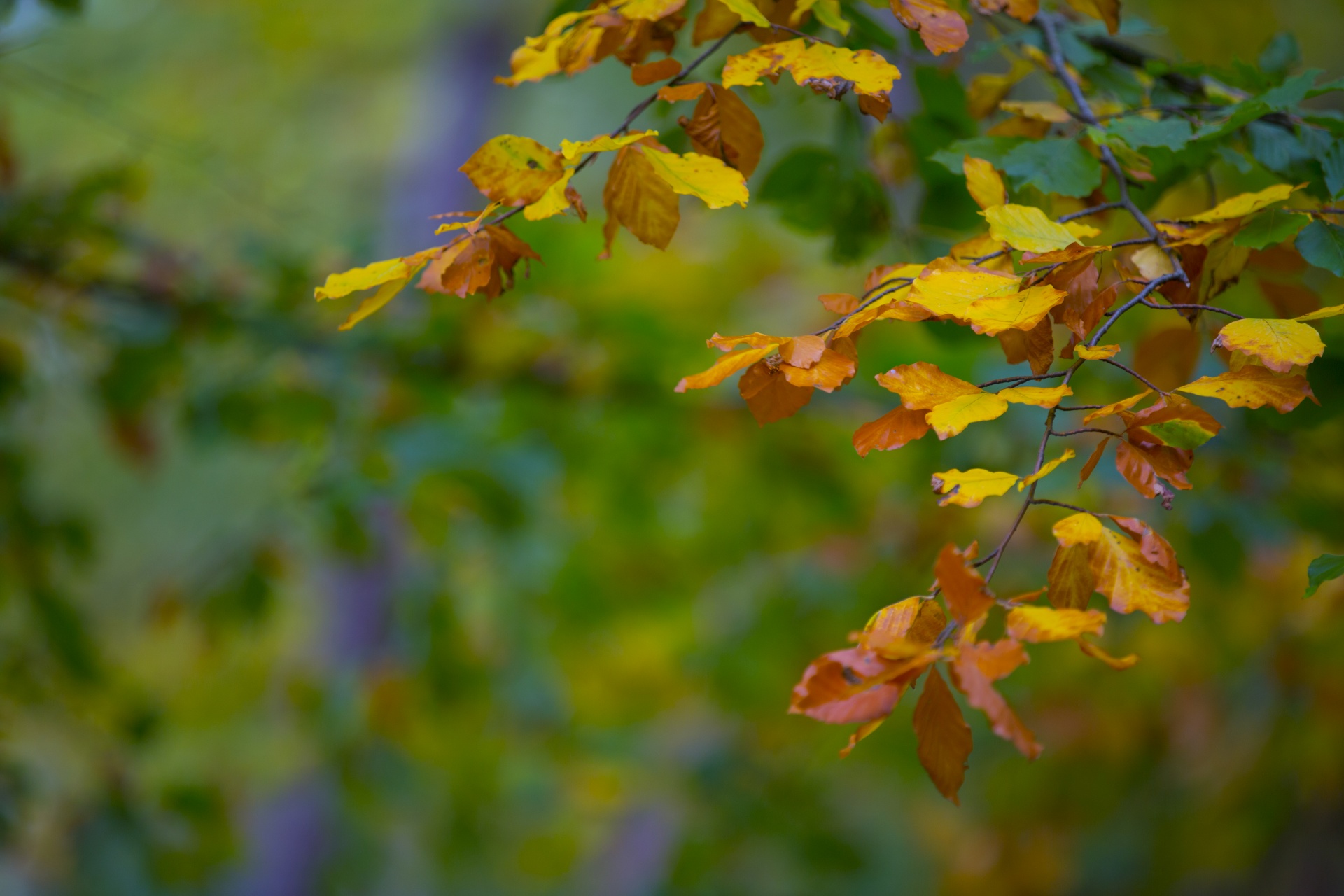 autumn leaf leaves free photo