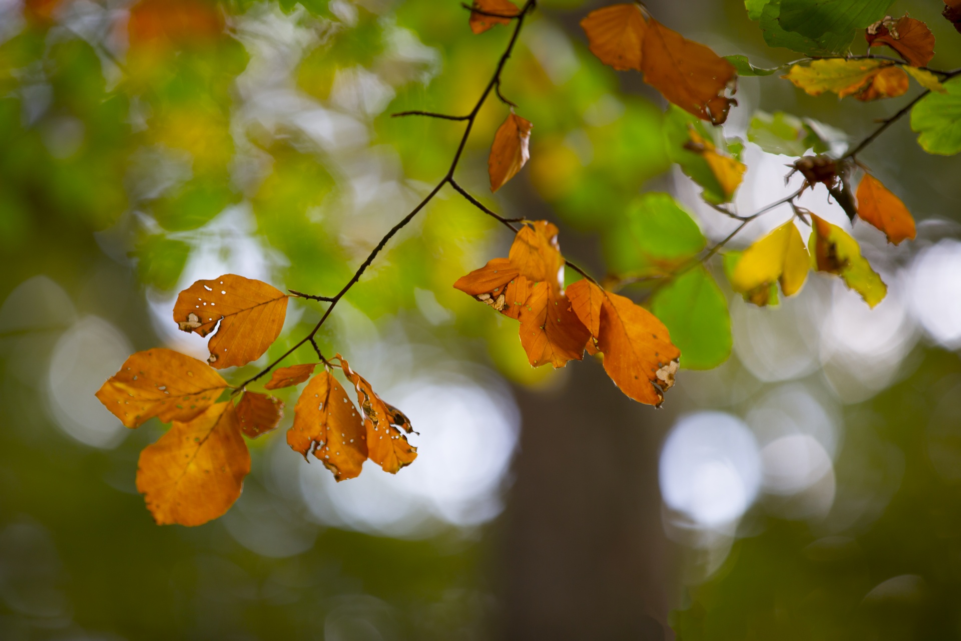 autumn leaf leaves free photo