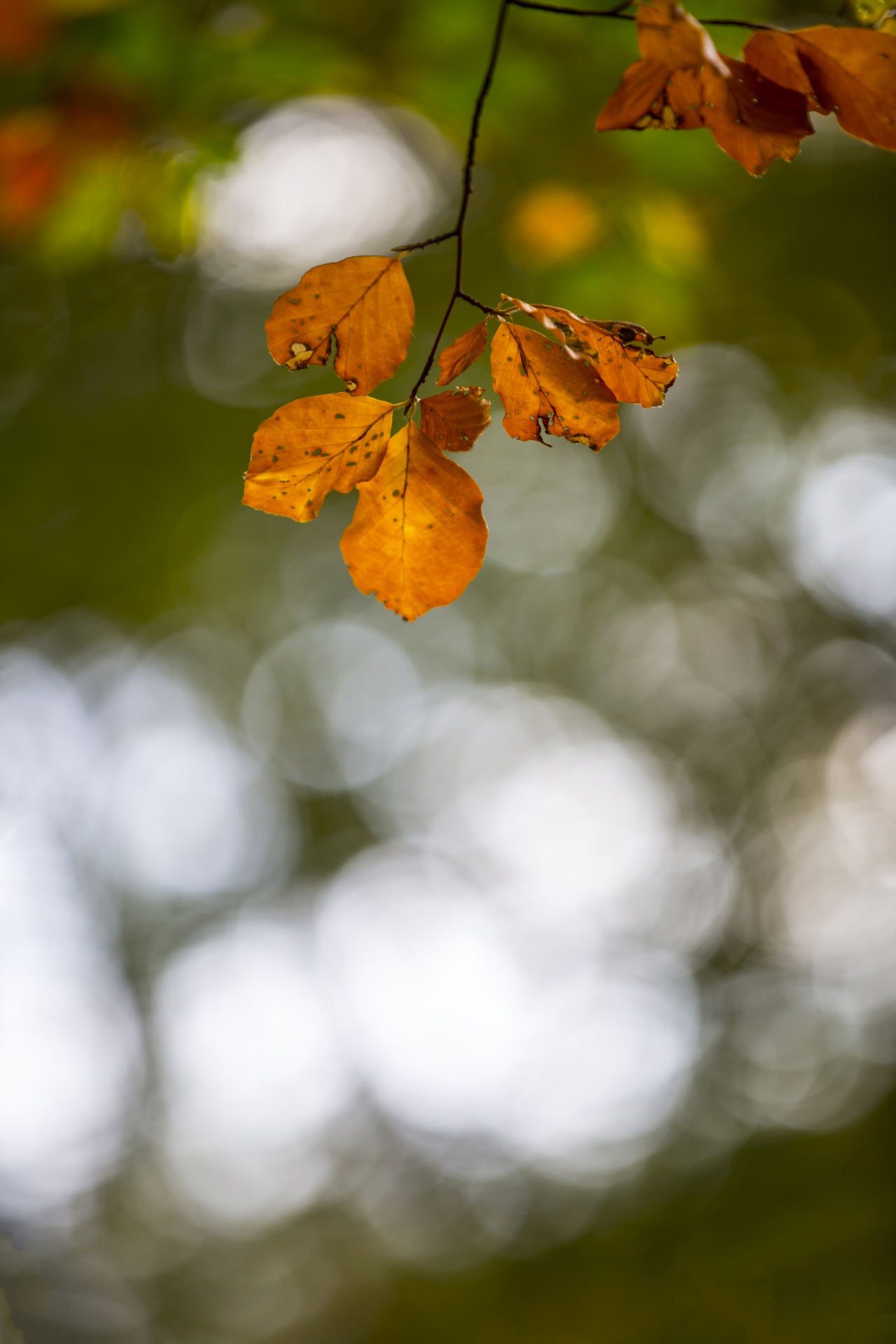 autumn leaf leaves free photo