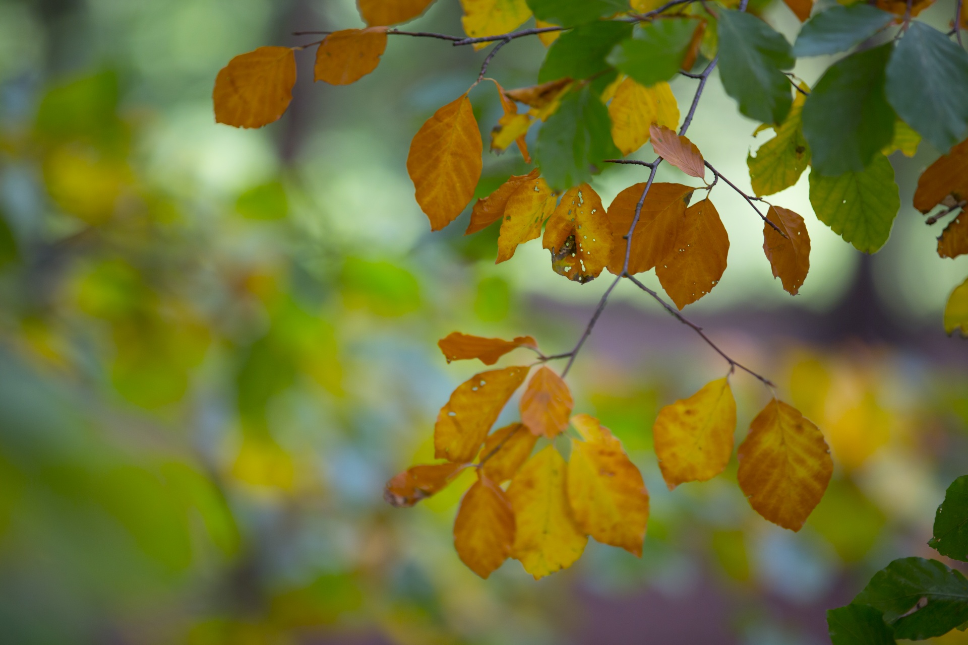 autumn leaf leaves free photo