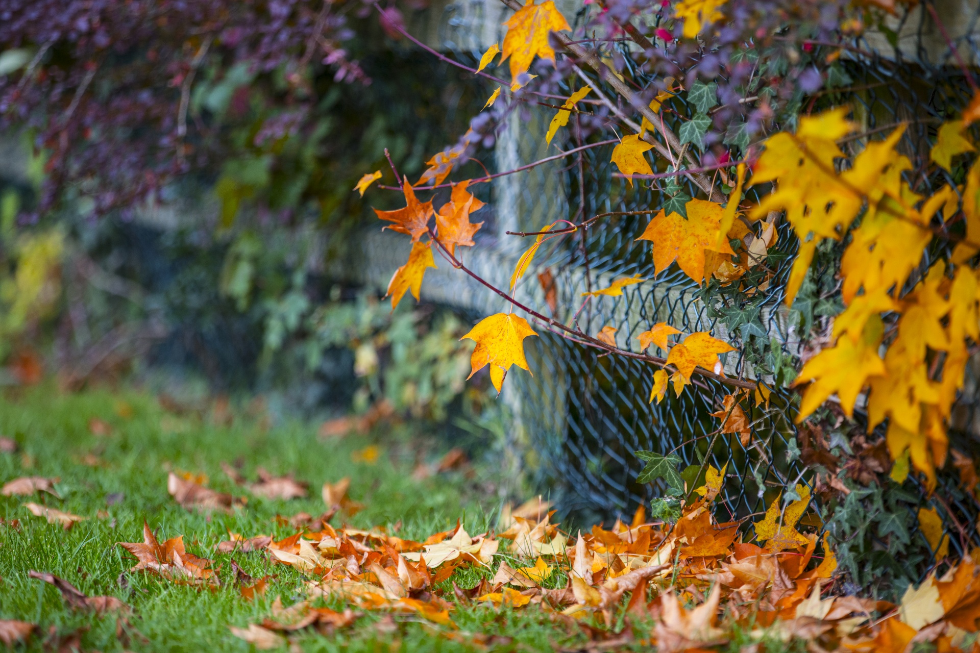 autumn leaf leaves free photo