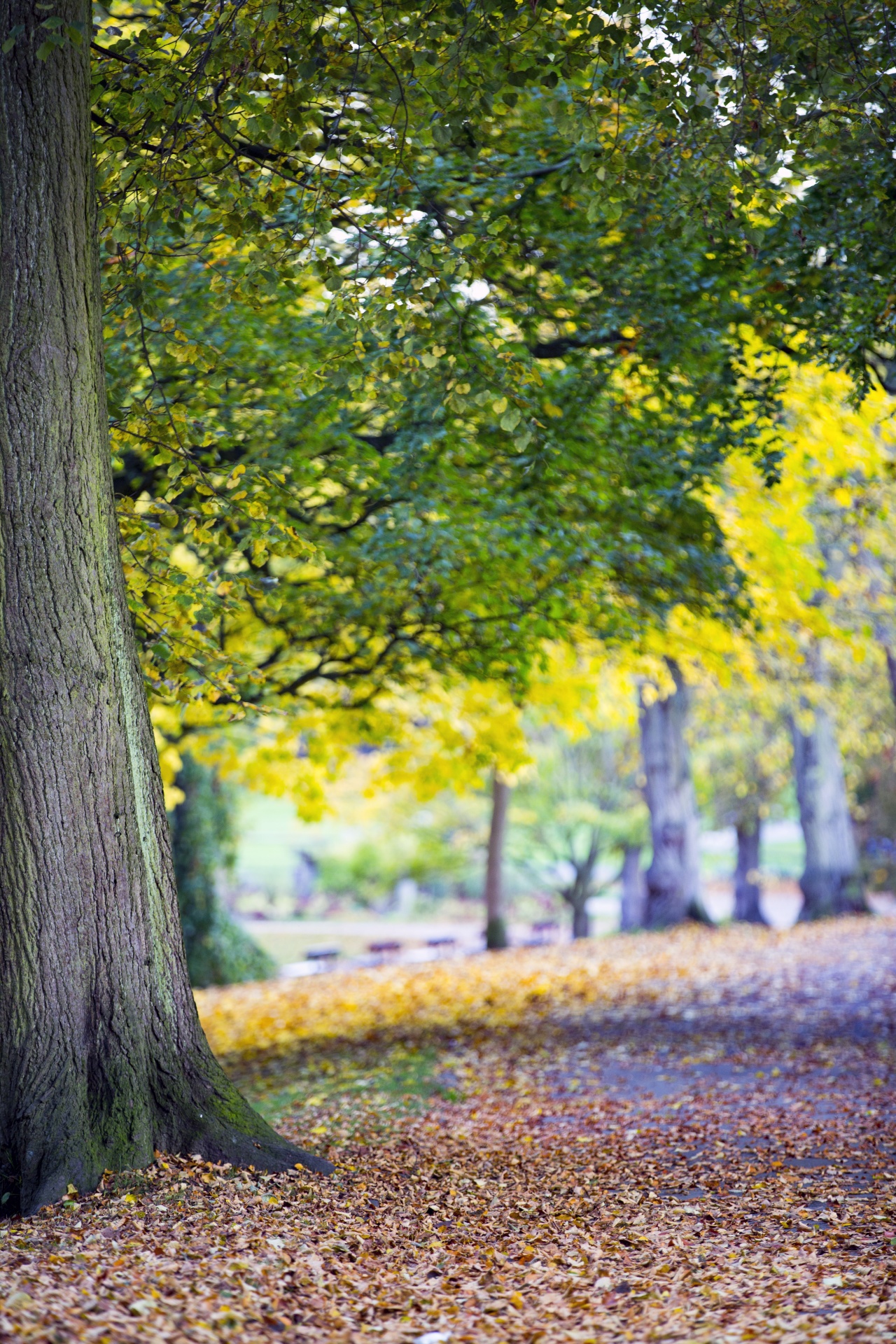 autumn leaf leaves free photo