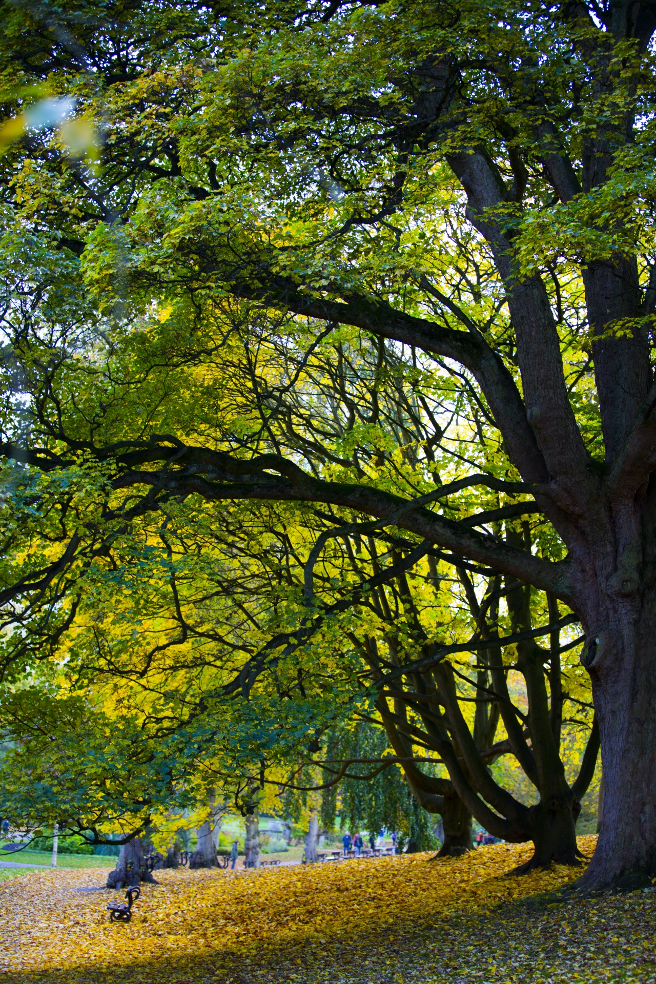 autumn leaf leaves free photo