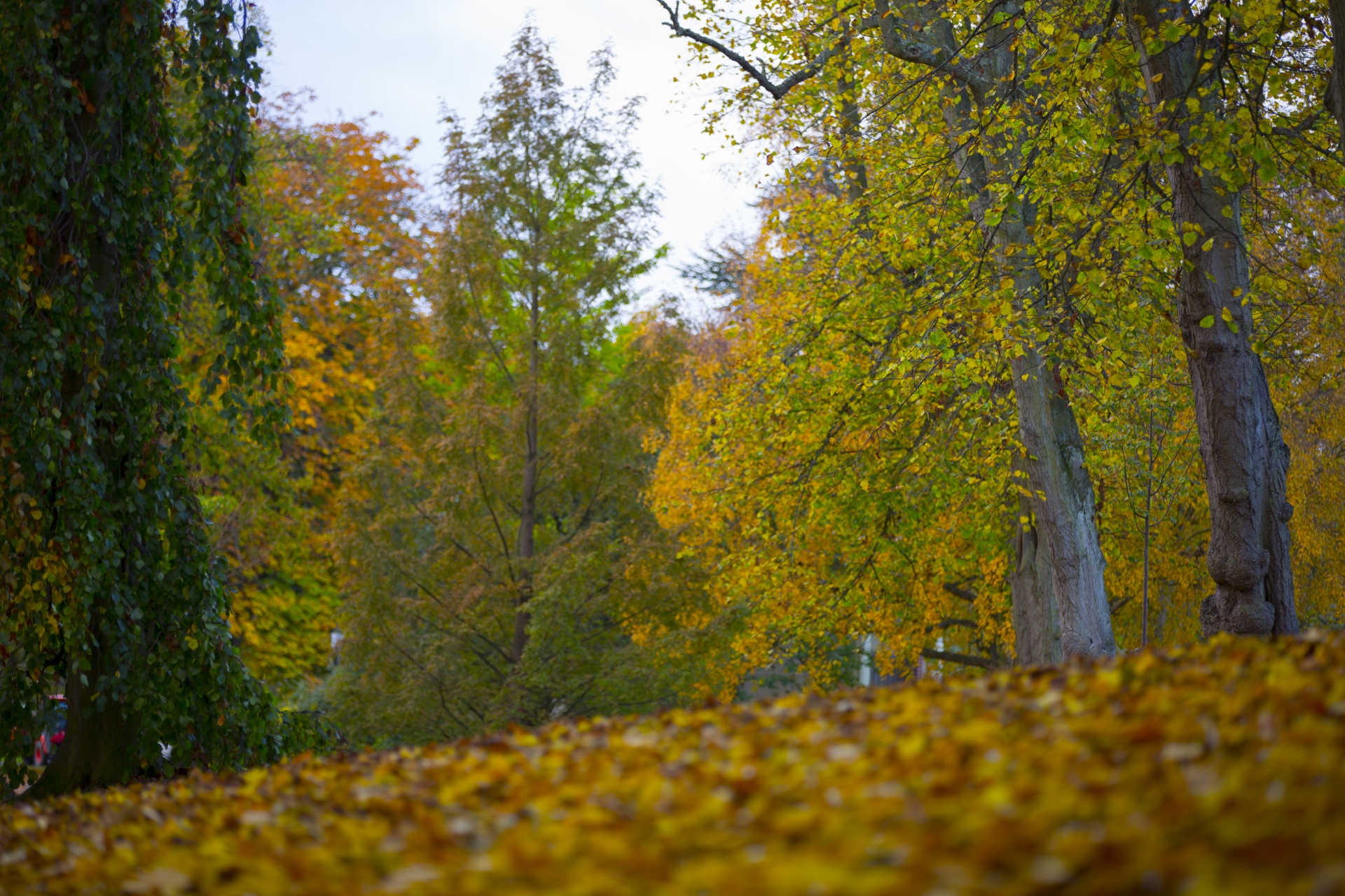 autumn leaf leaves free photo