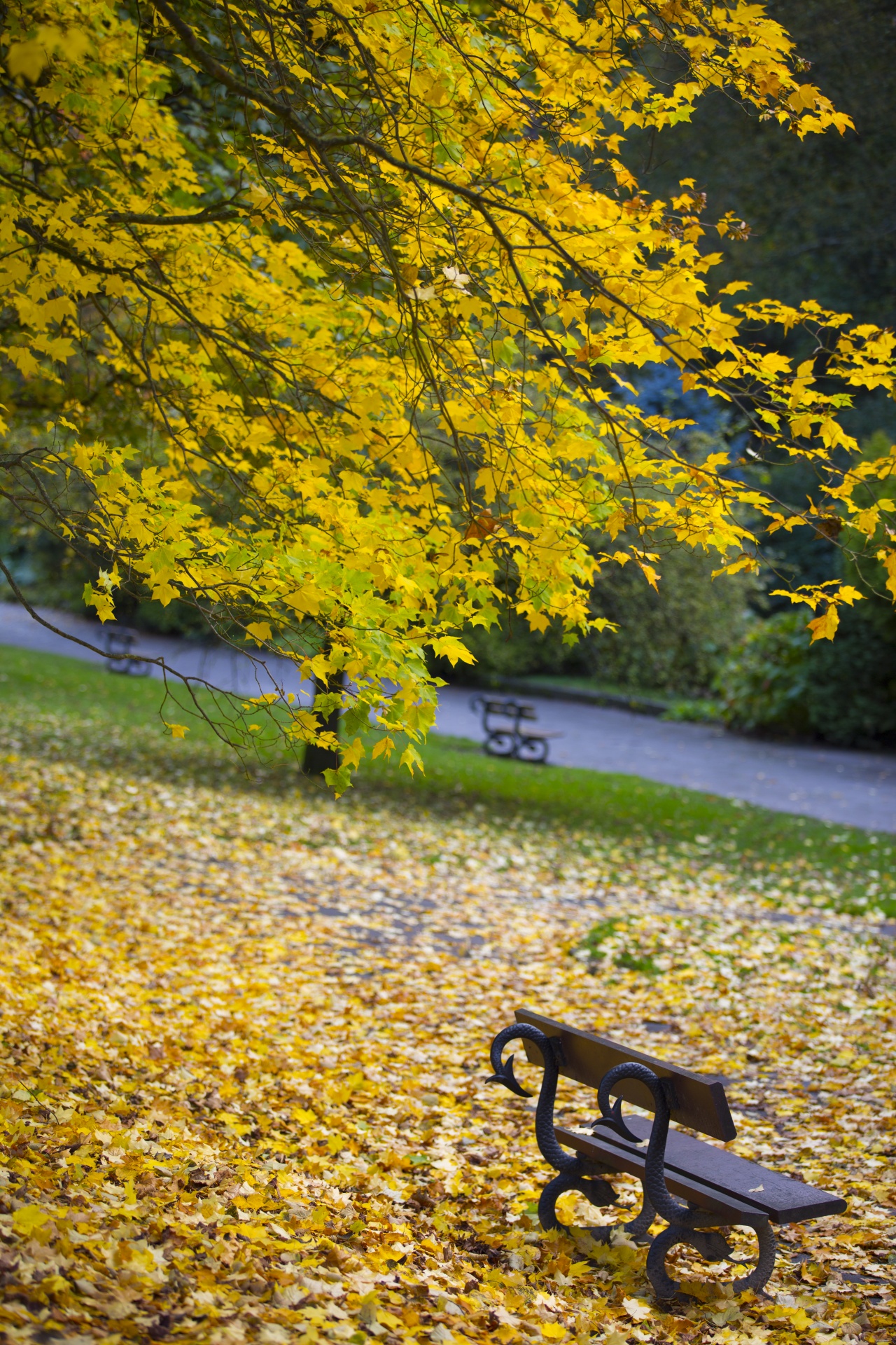 autumn leaf leaves free photo