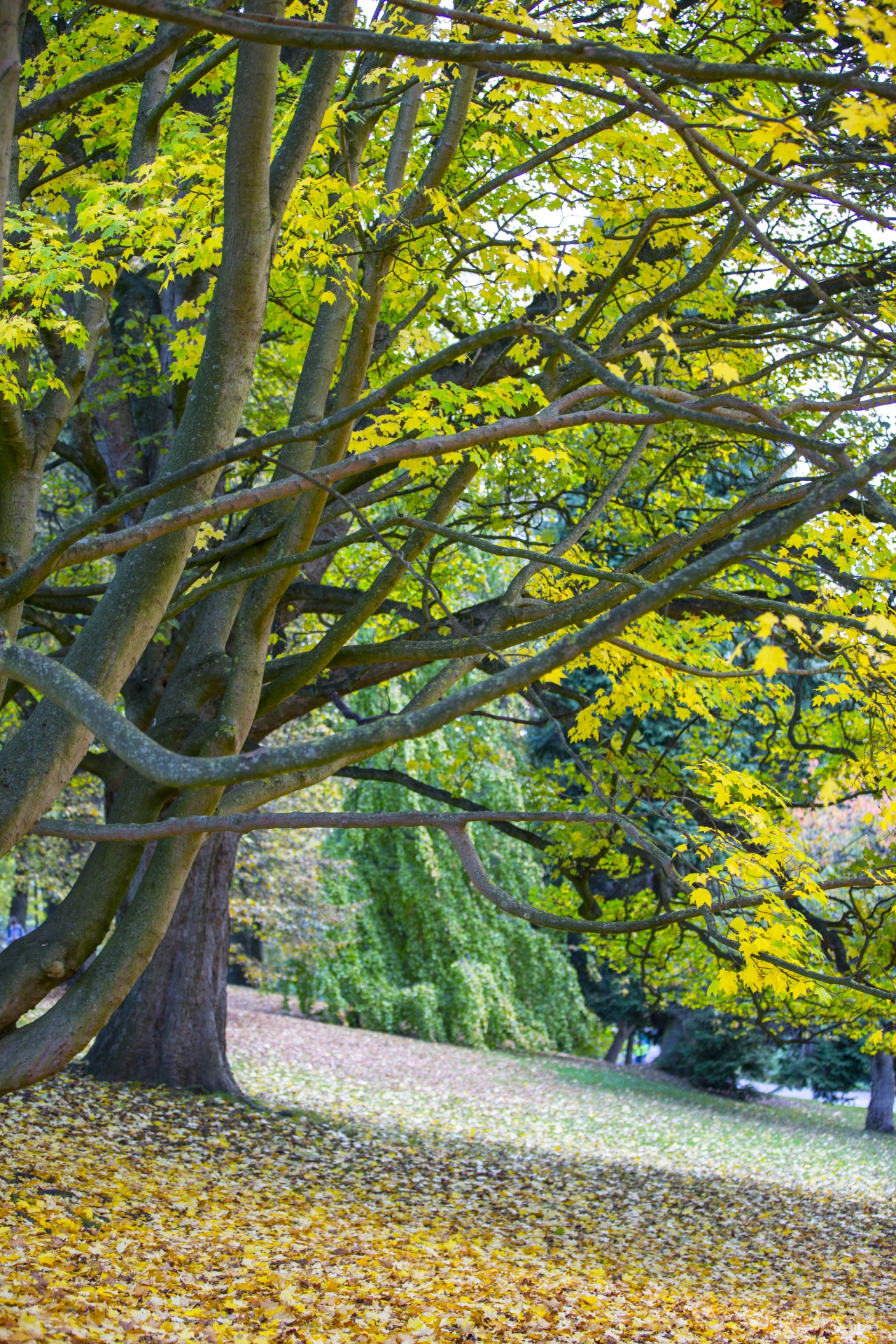 autumn leaf leaves free photo