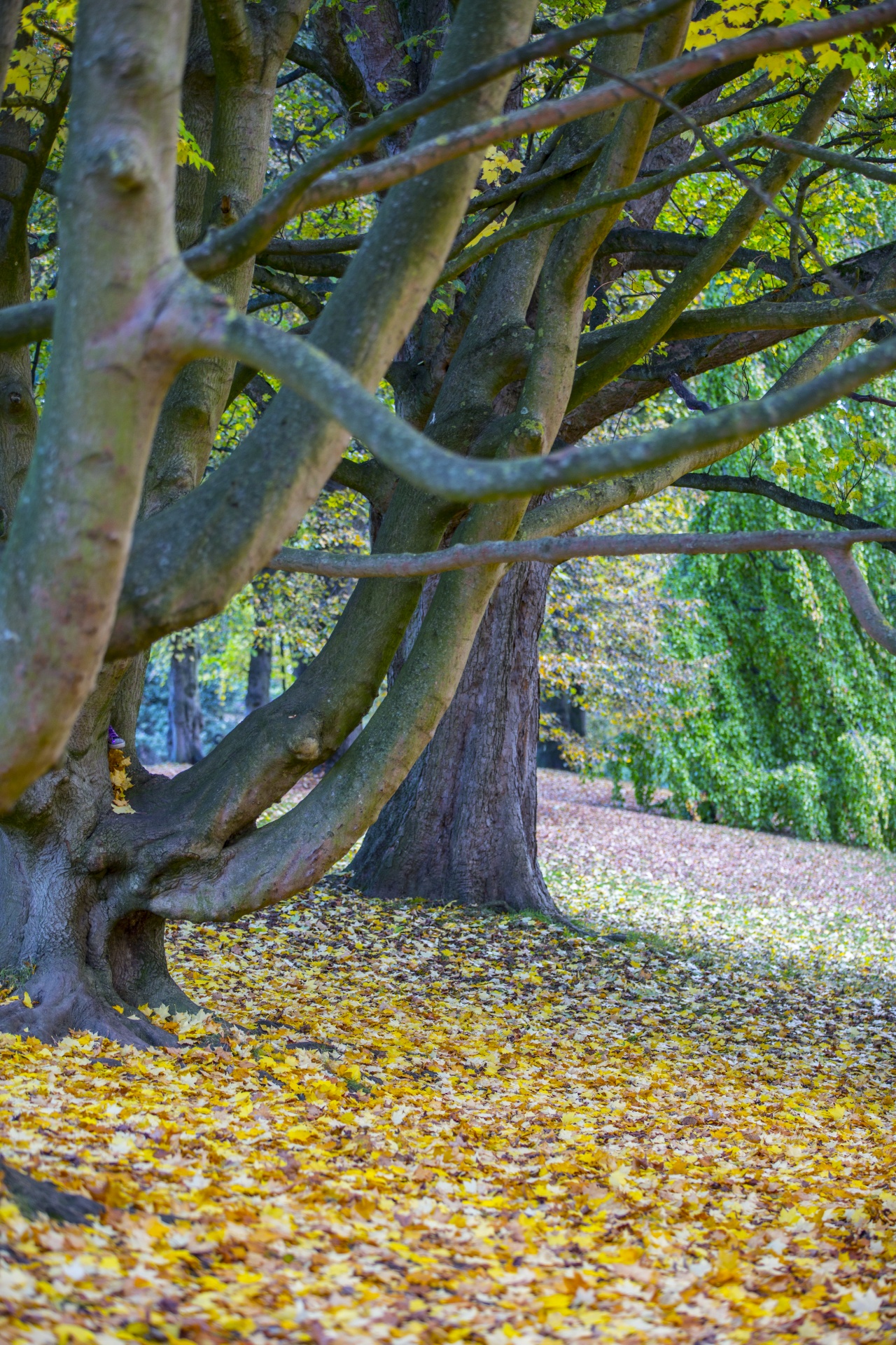 autumn leaf leaves free photo