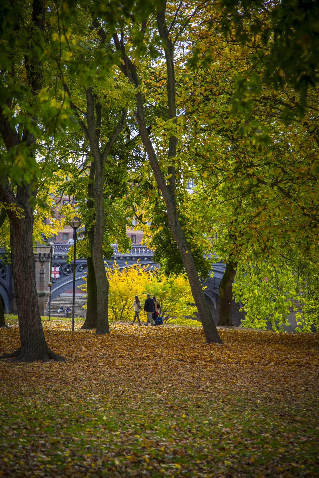 autumn green leaf free photo