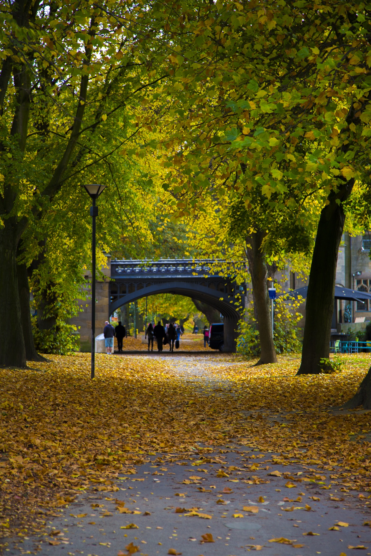 autumn green leaf free photo