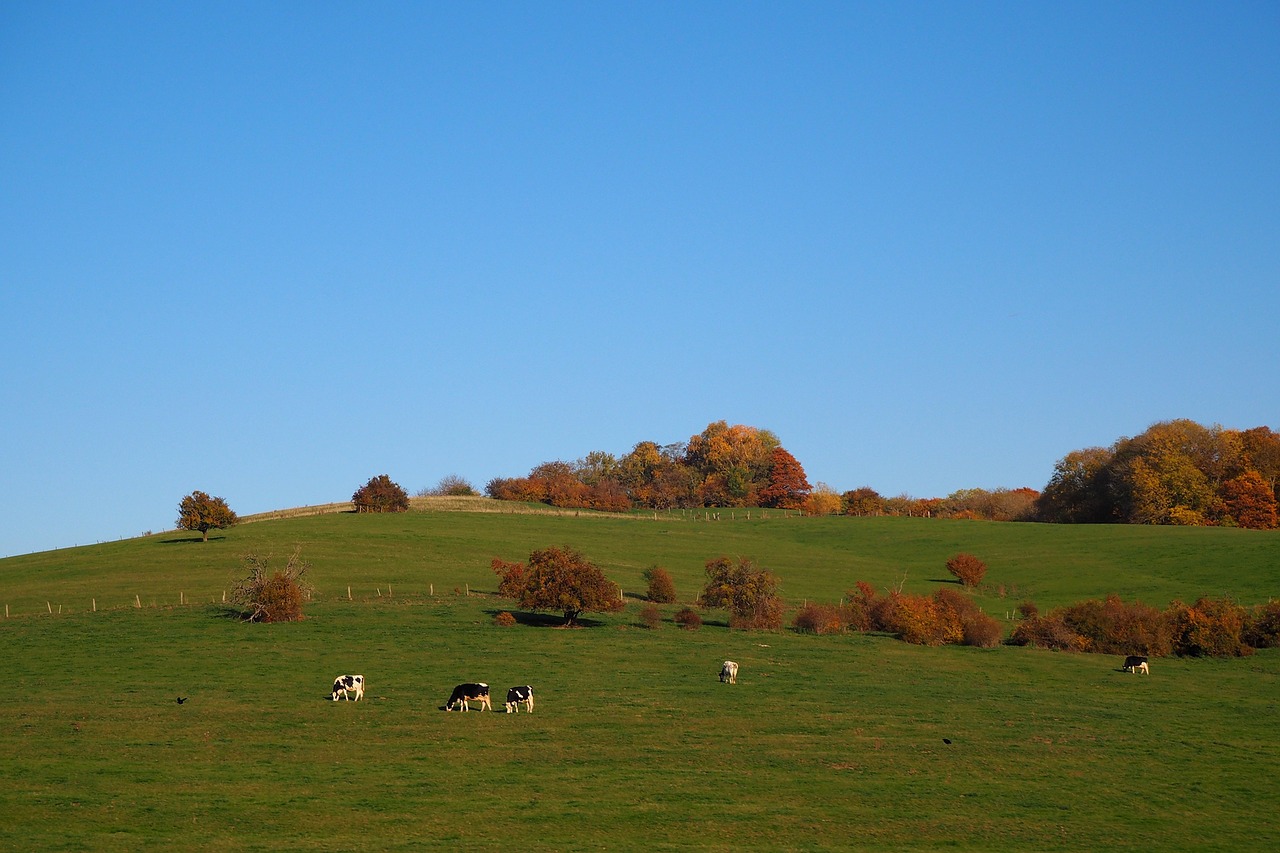 autumn fall foliage herbstimpression free photo