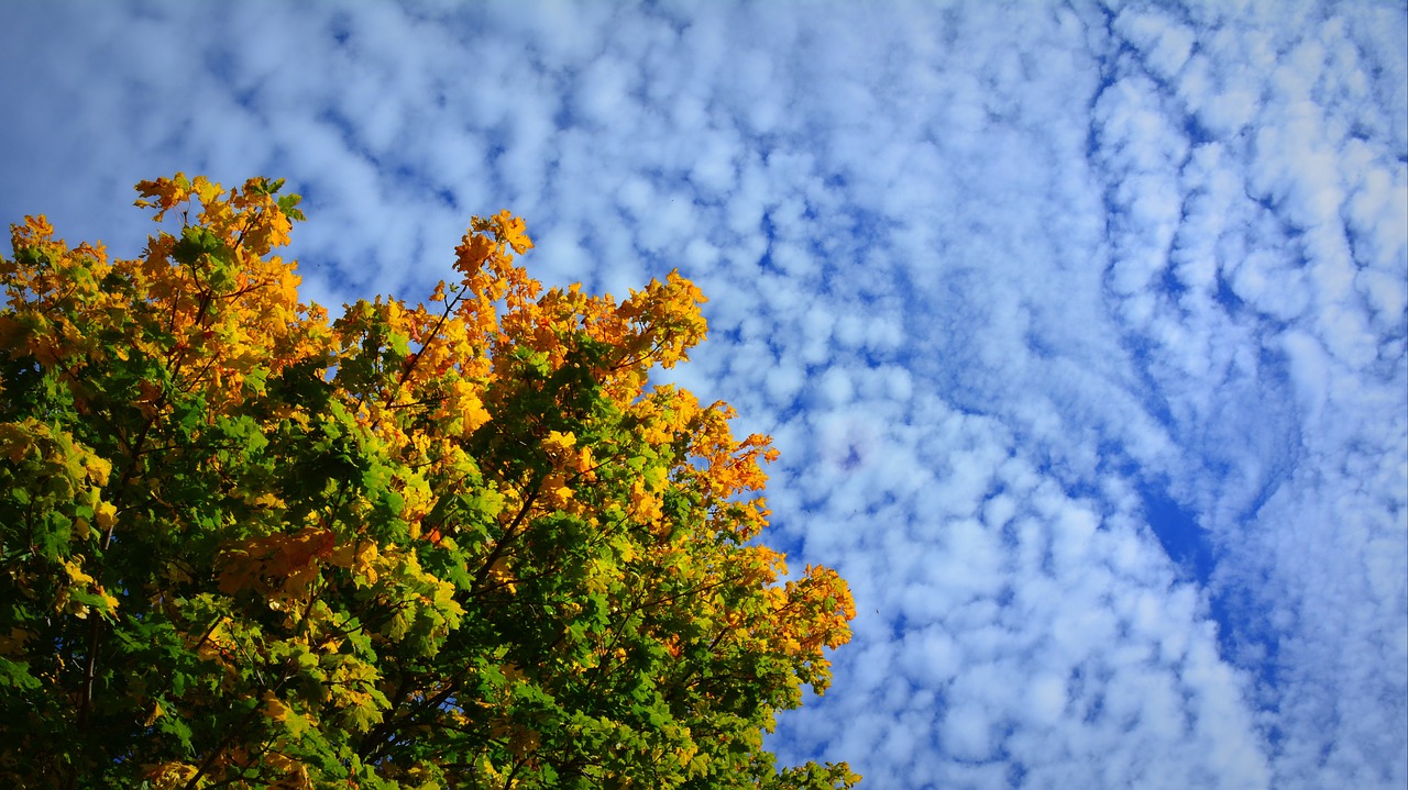 autumn foliage sky free photo