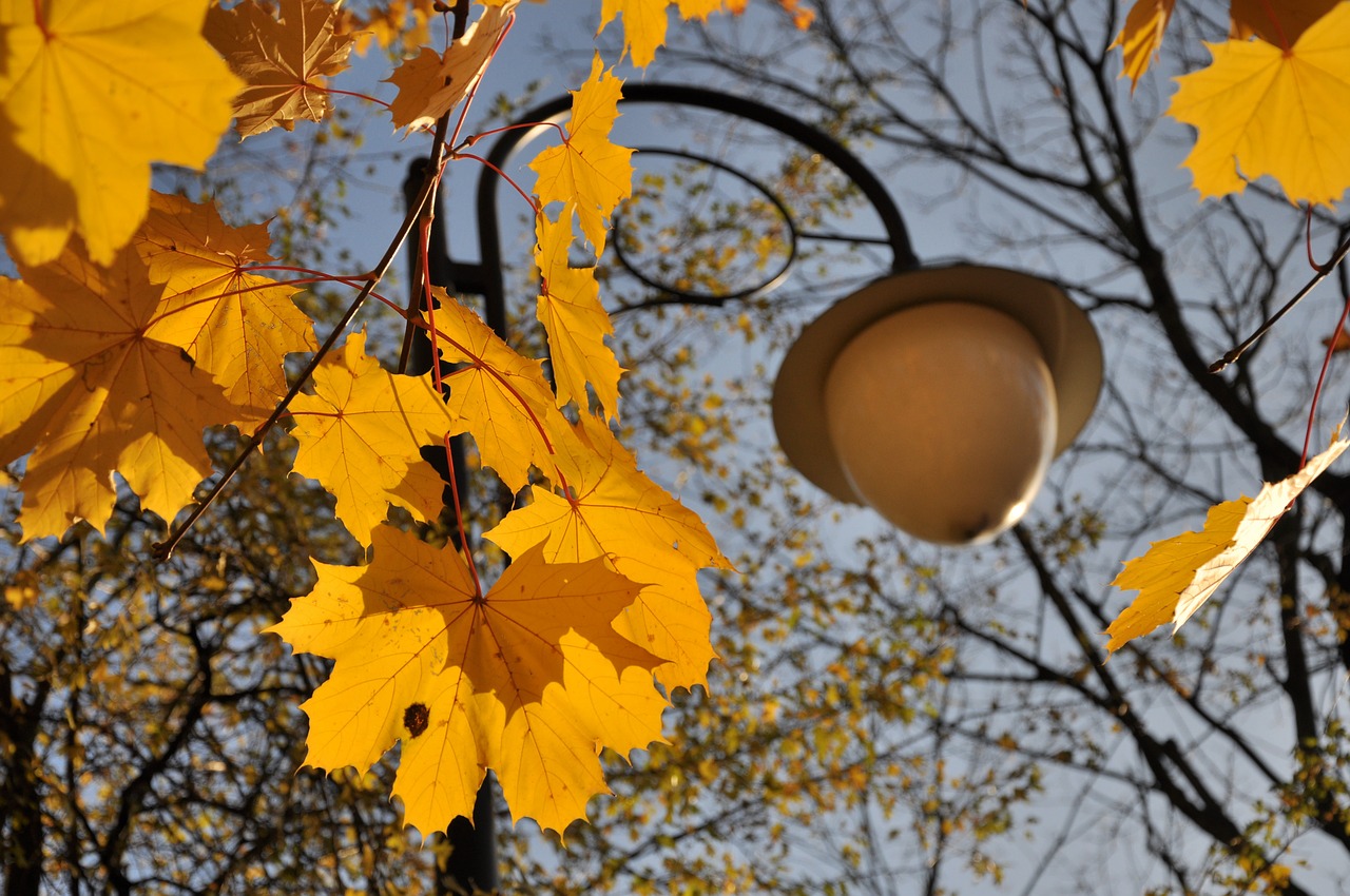 autumn yellow leaves free photo