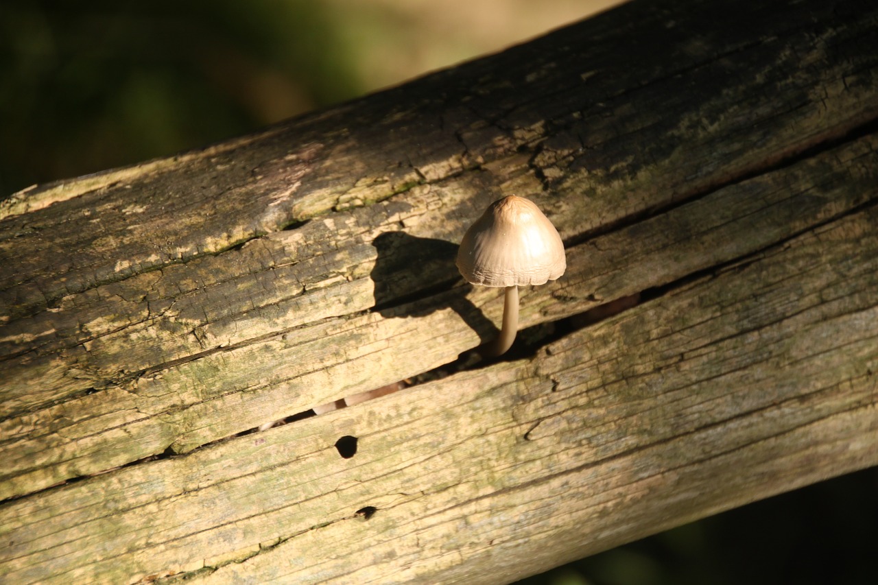 autumn mushroom wood stump free photo