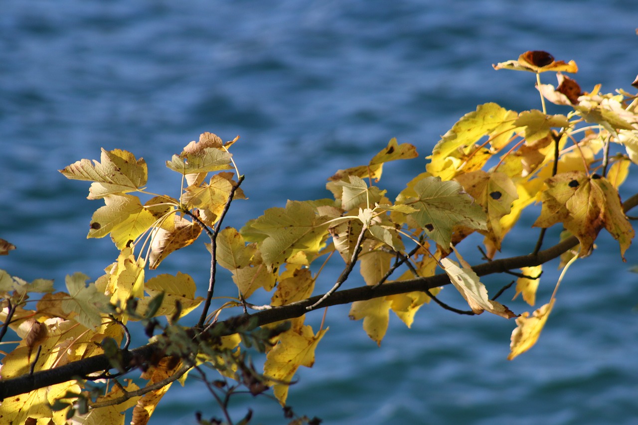 autumn leaves lake free photo