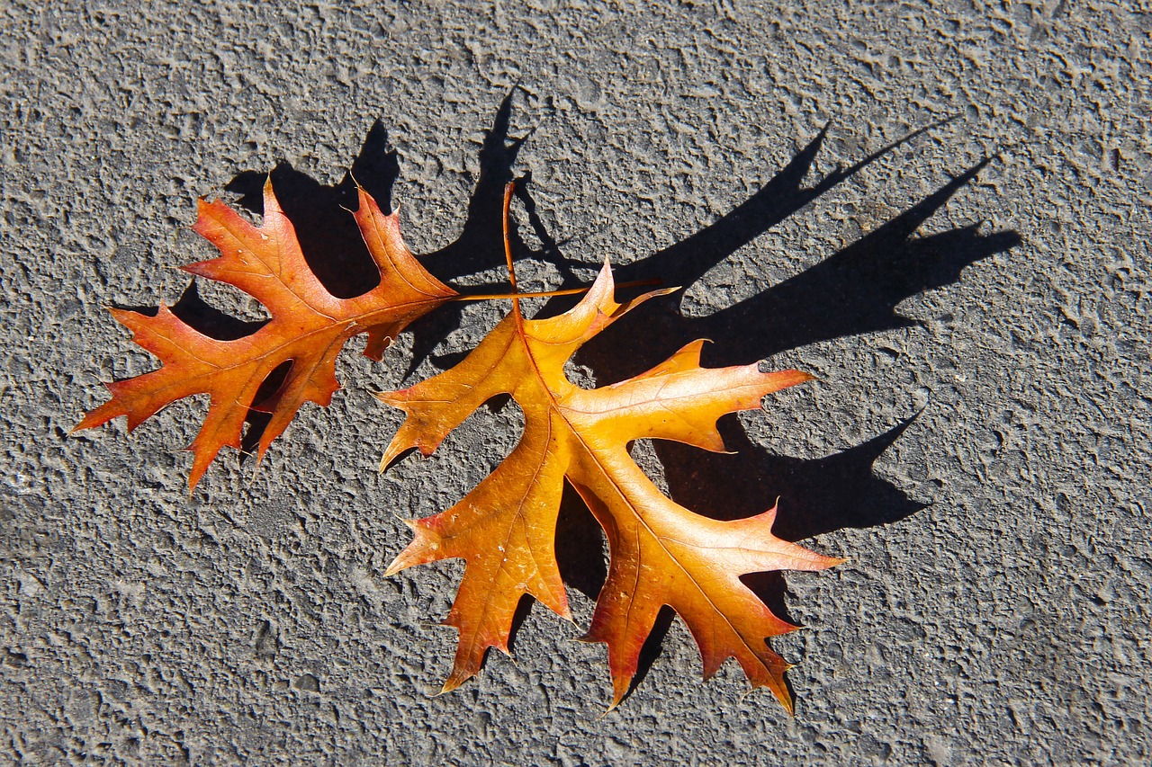 autumn colorful leaves free photo