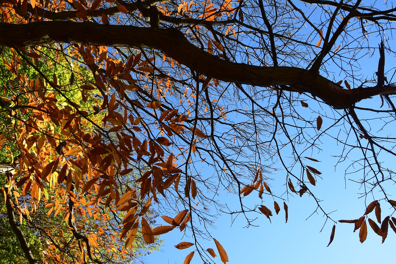 autumn stick dry tree free photo