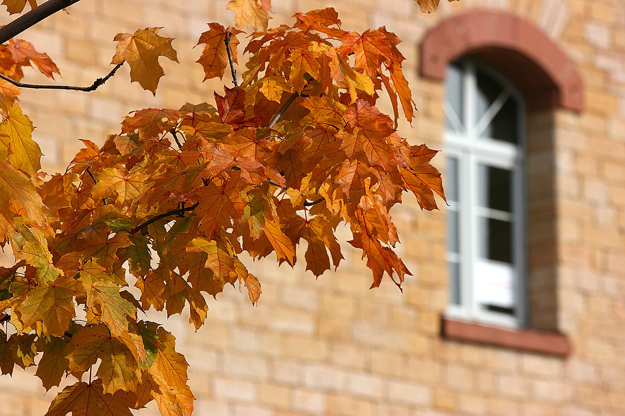 autumn leaves fall foliage free photo