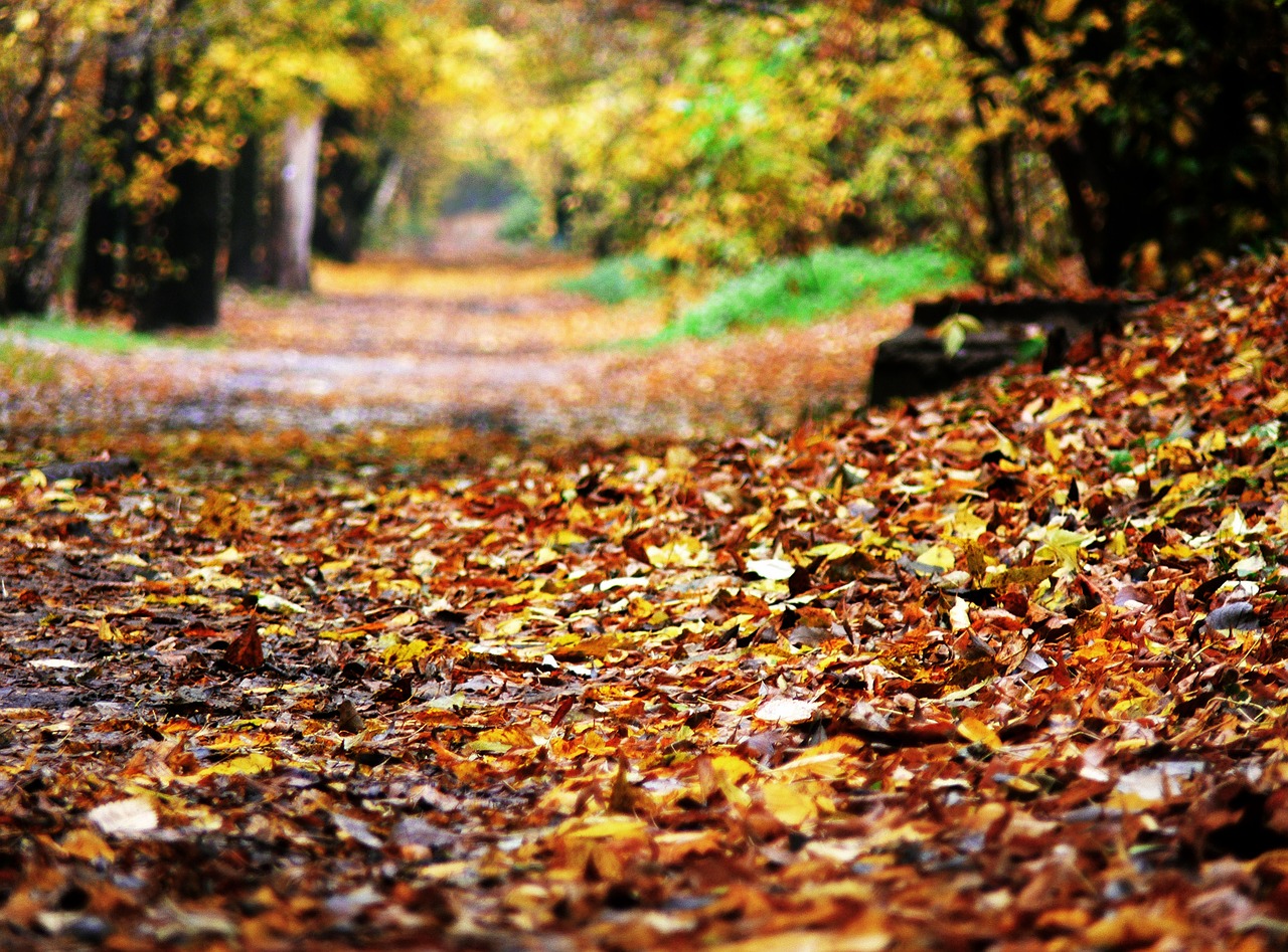 autumn fallen foliage the road in the forest free photo