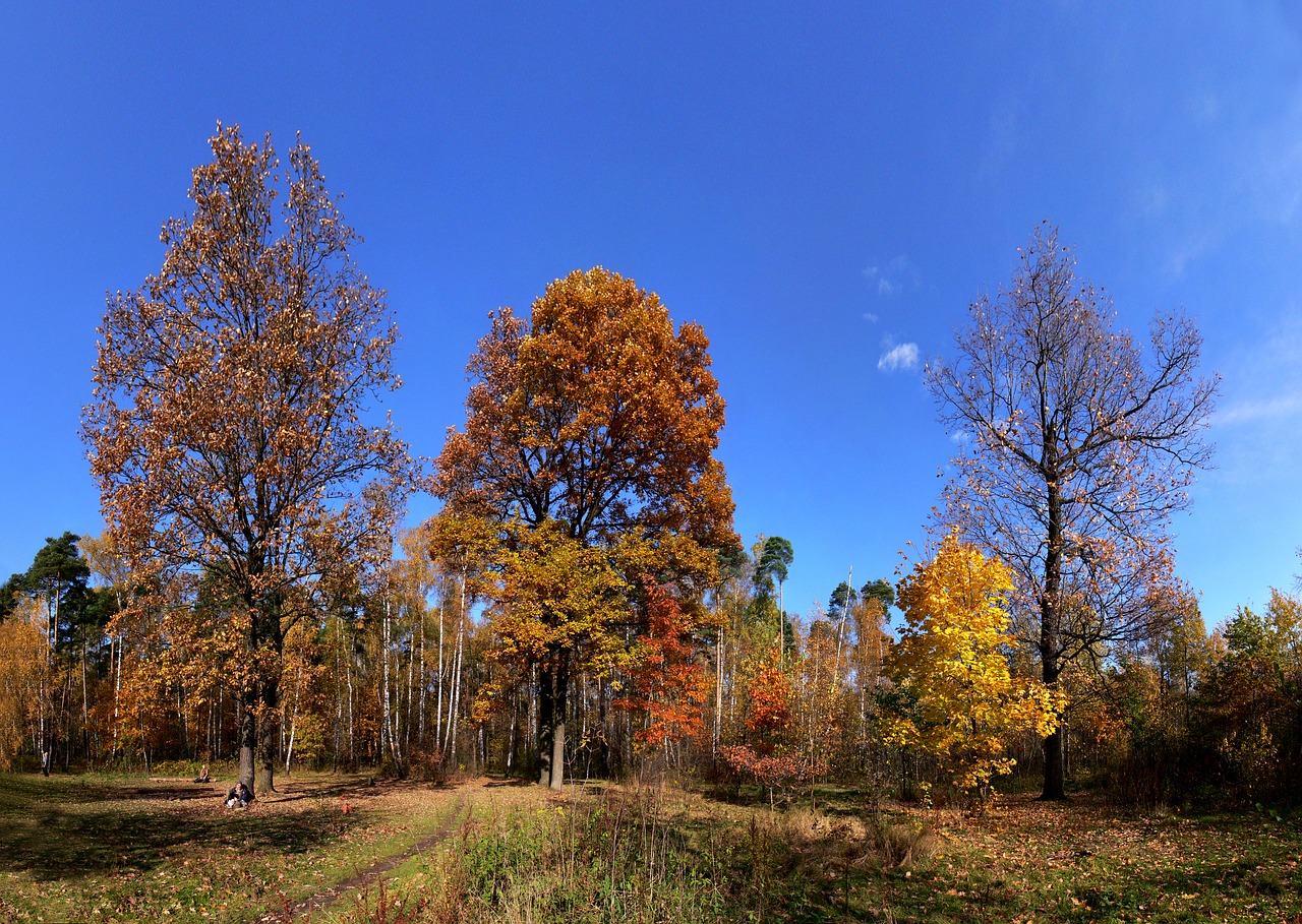 autumn forest glade glade free photo