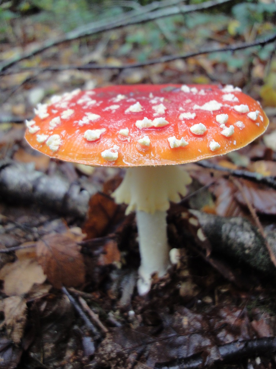 autumn mushroom red white dots free photo