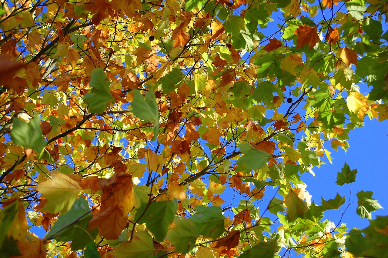 autumn leaves tree free photo