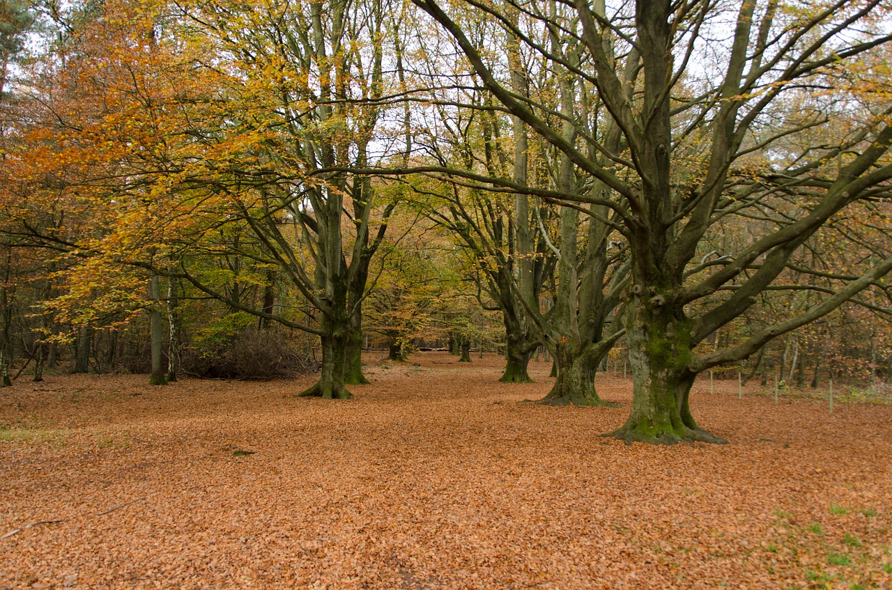 autumn woods forest free photo