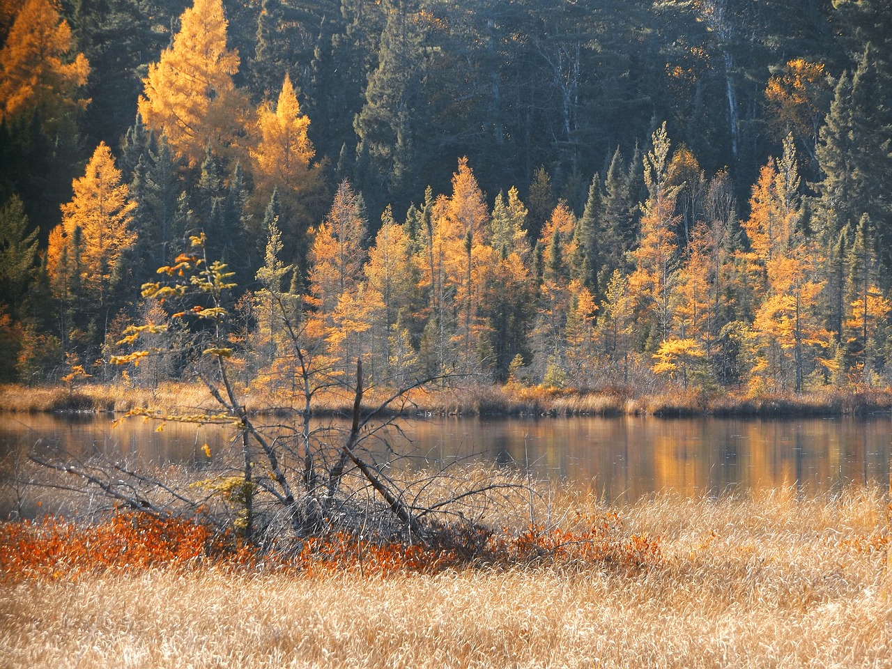 autumn forest wilderness free photo