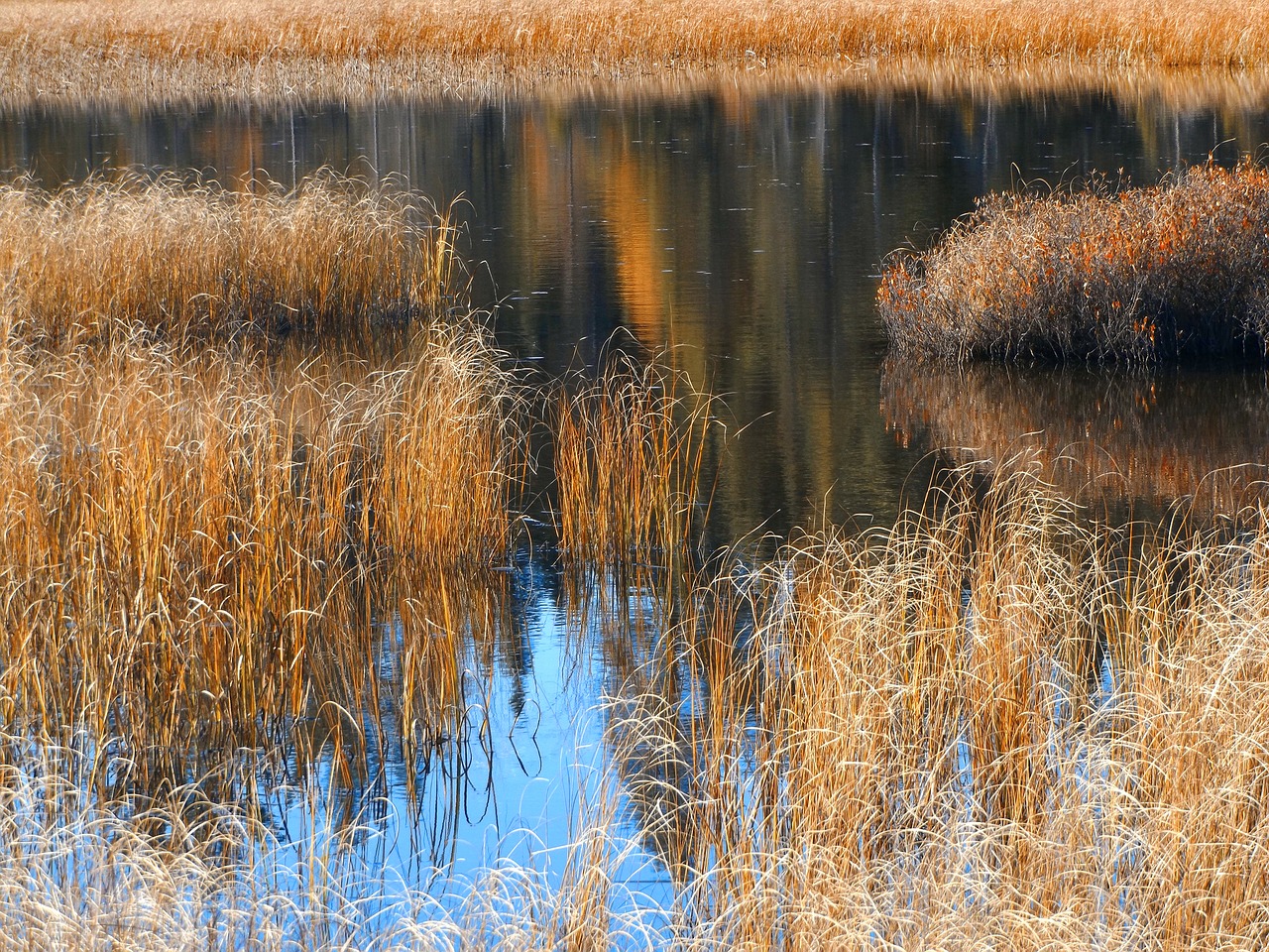 autumn grasses reflections free photo