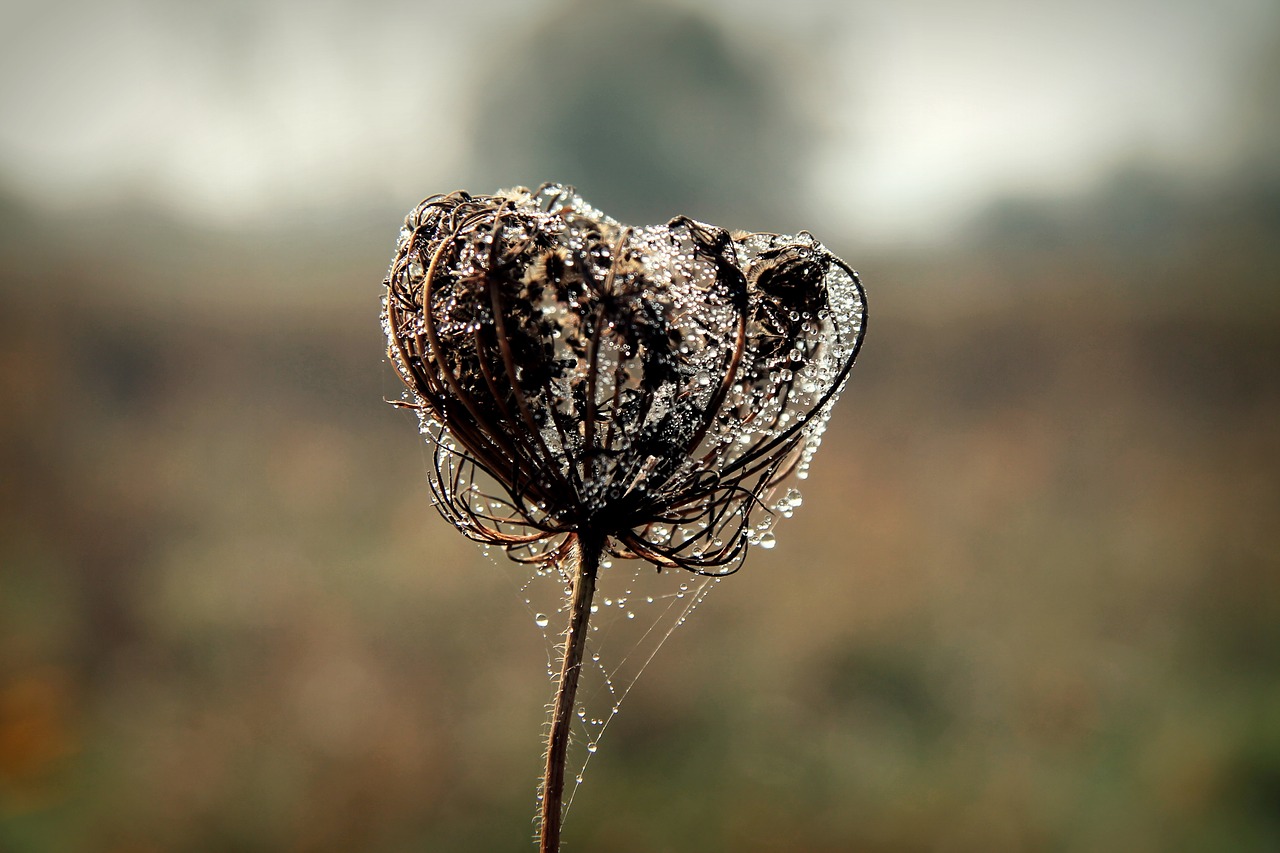 autumn plant rosa free photo