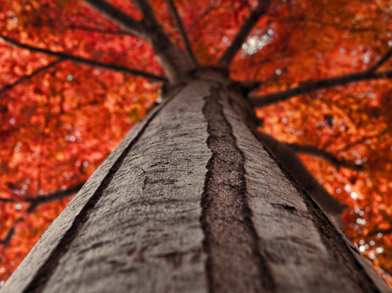 autumn tree nature free photo