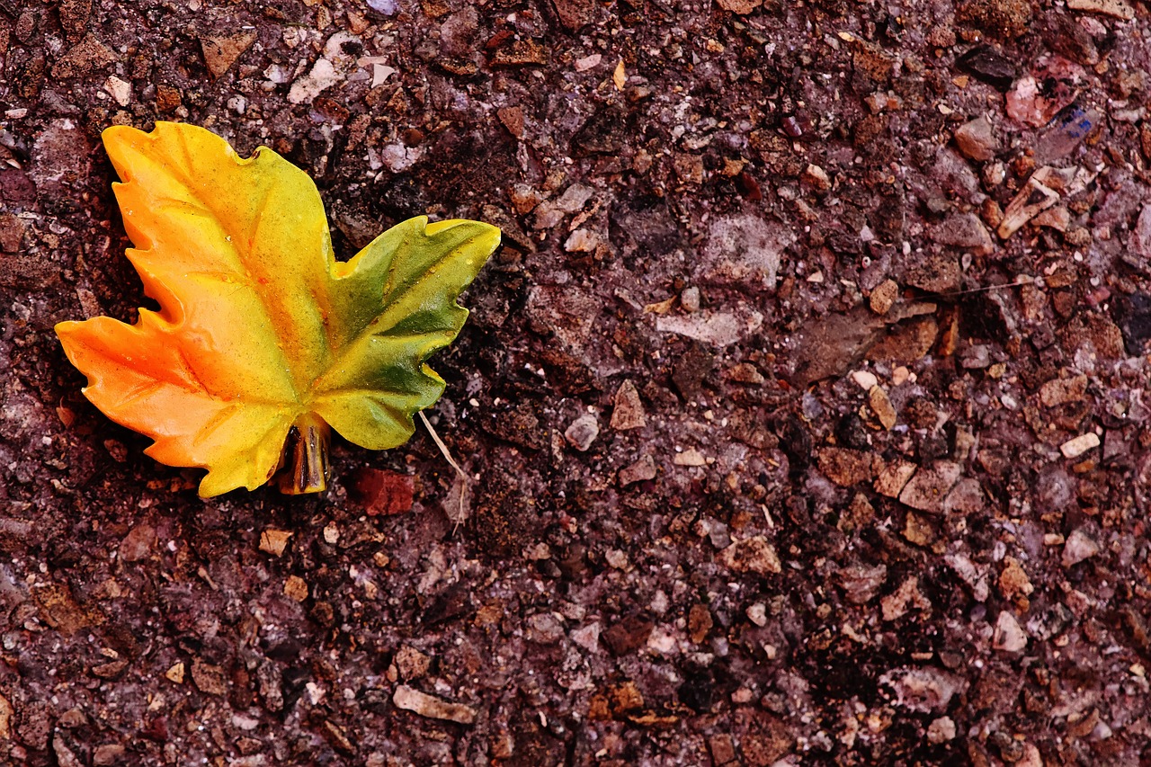 autumn leaf leaves in the autumn free photo