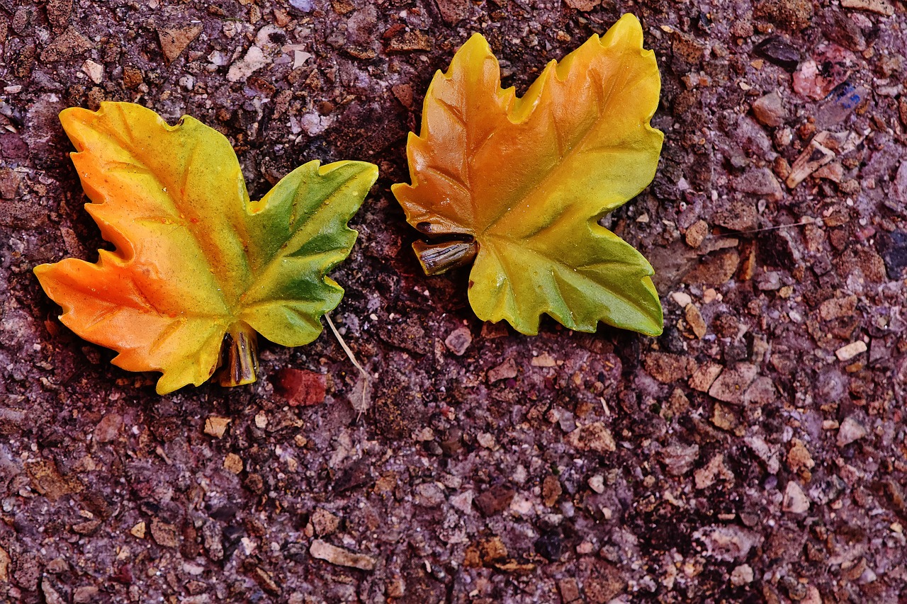 autumn leaf leaves in the autumn free photo