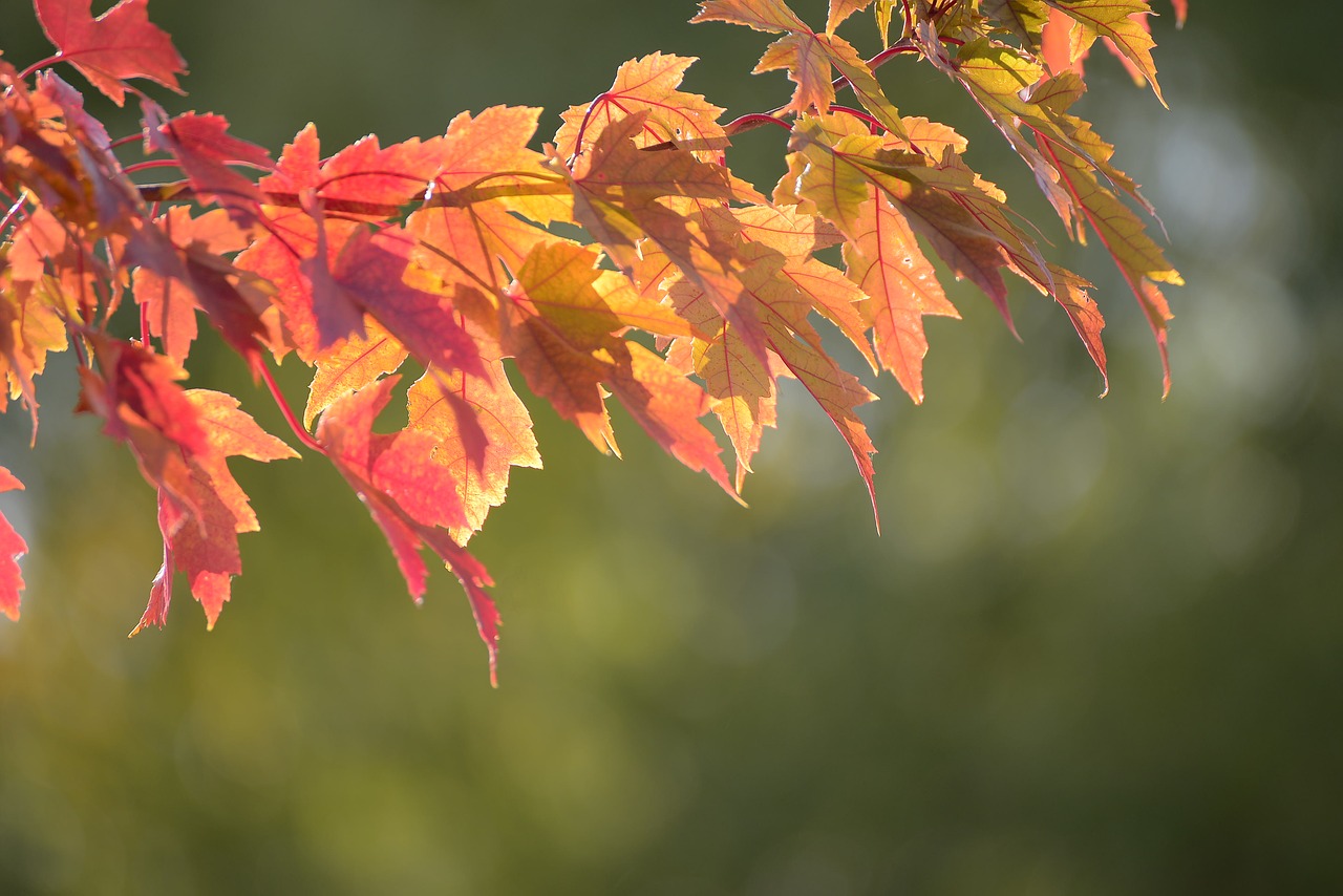 autumn maple colorful free photo