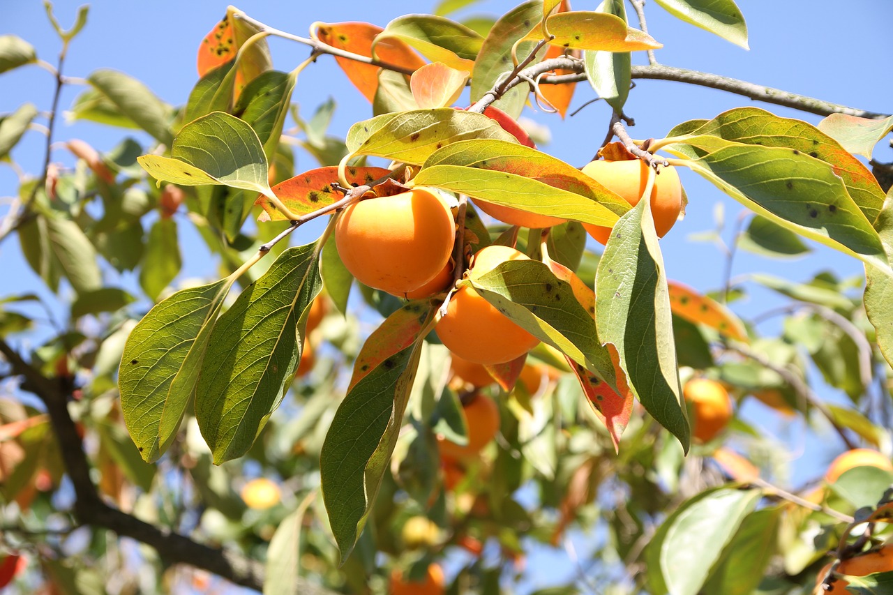 autumn persimmon fruit free photo