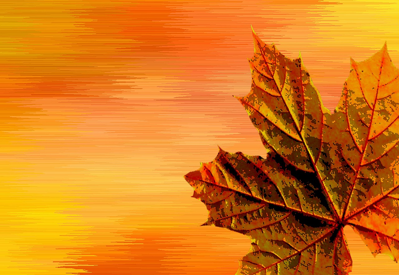 autumn autumn colours leaves free photo