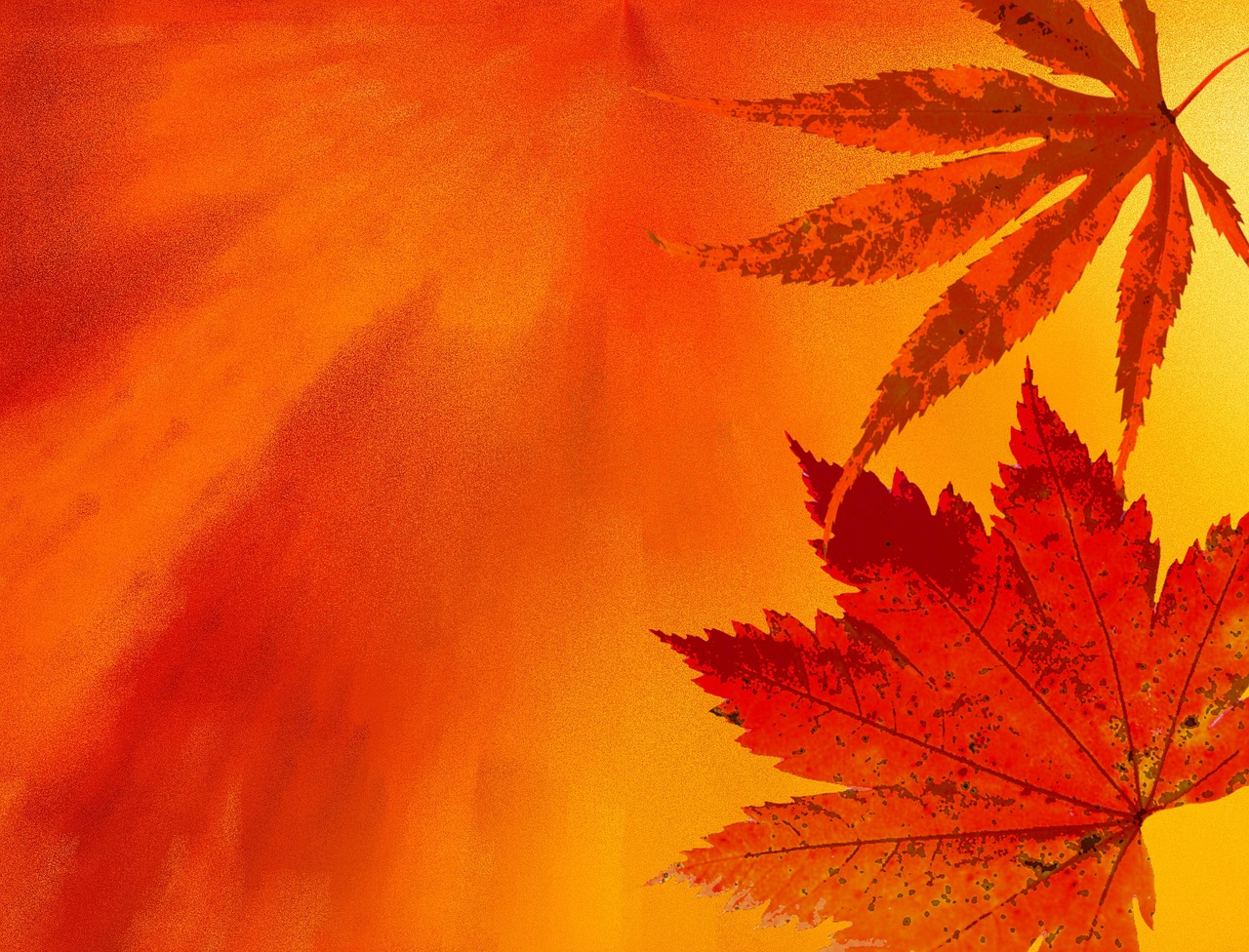 autumn background autumn colours free photo