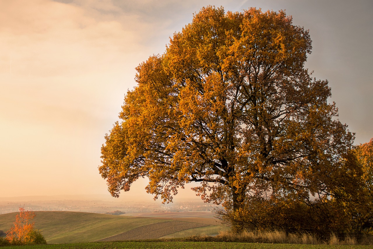 autumn tree mood free photo