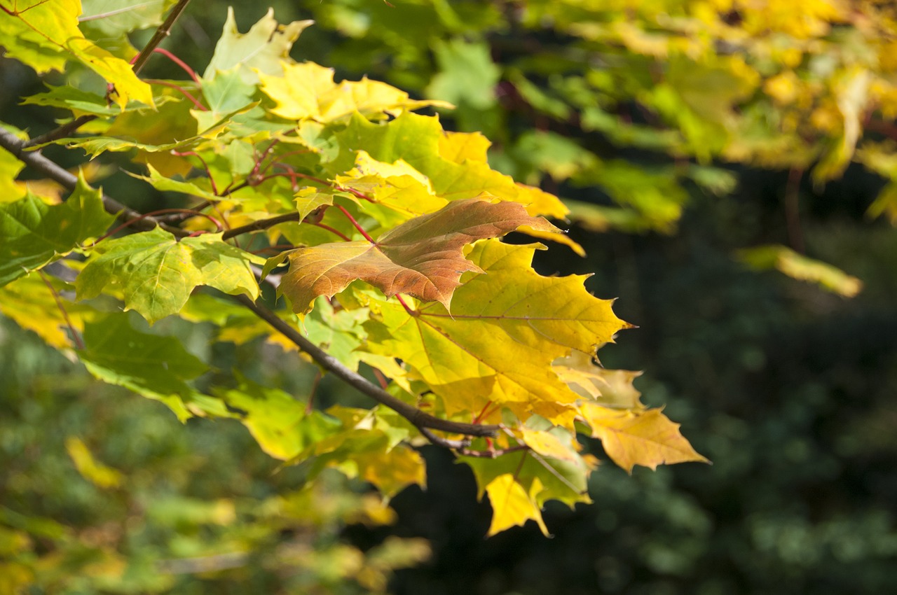 autumn forest foliage free photo