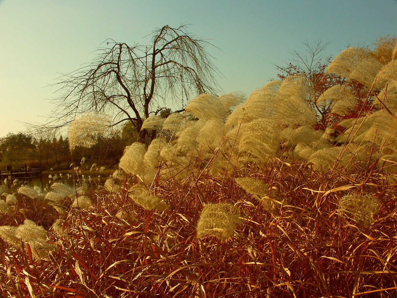 autumn lake park reed free photo