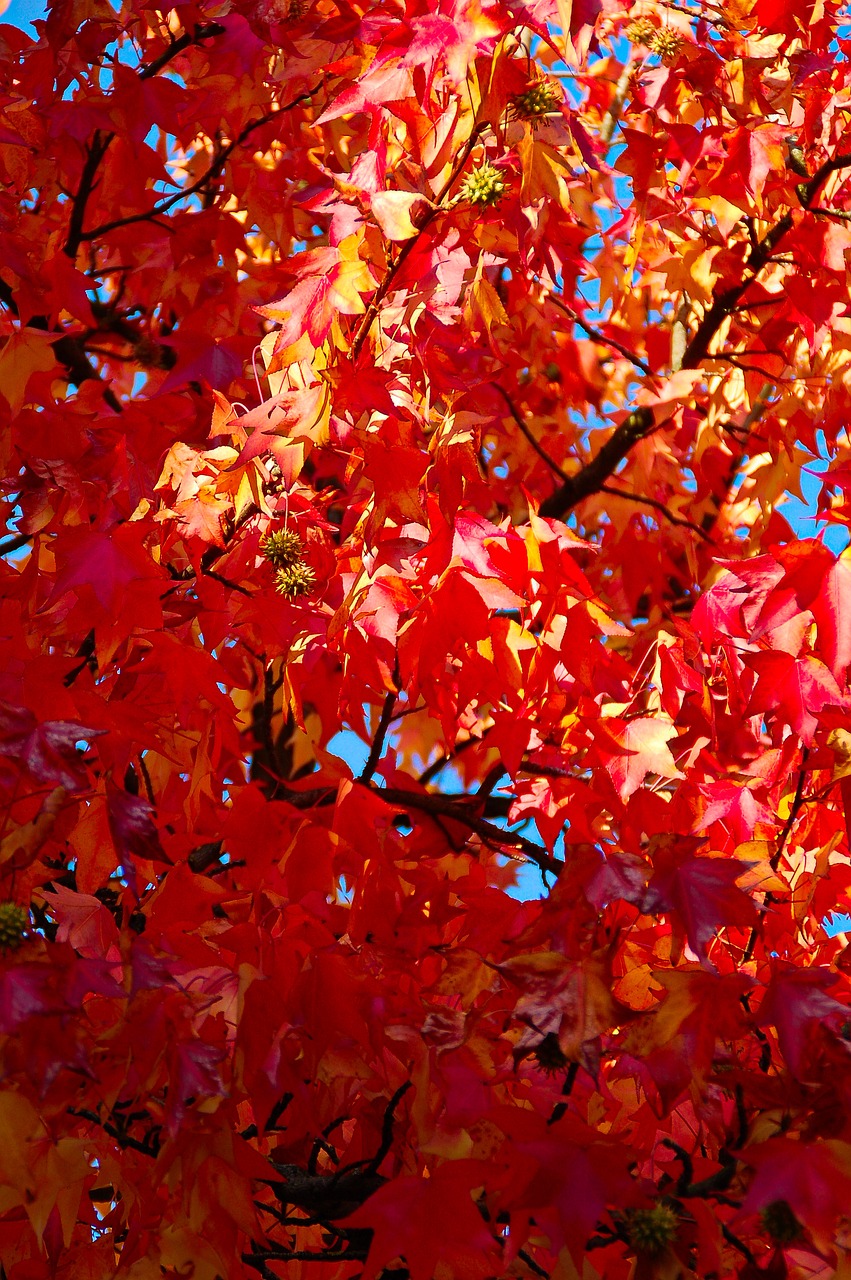 autumn leaves fall color free photo