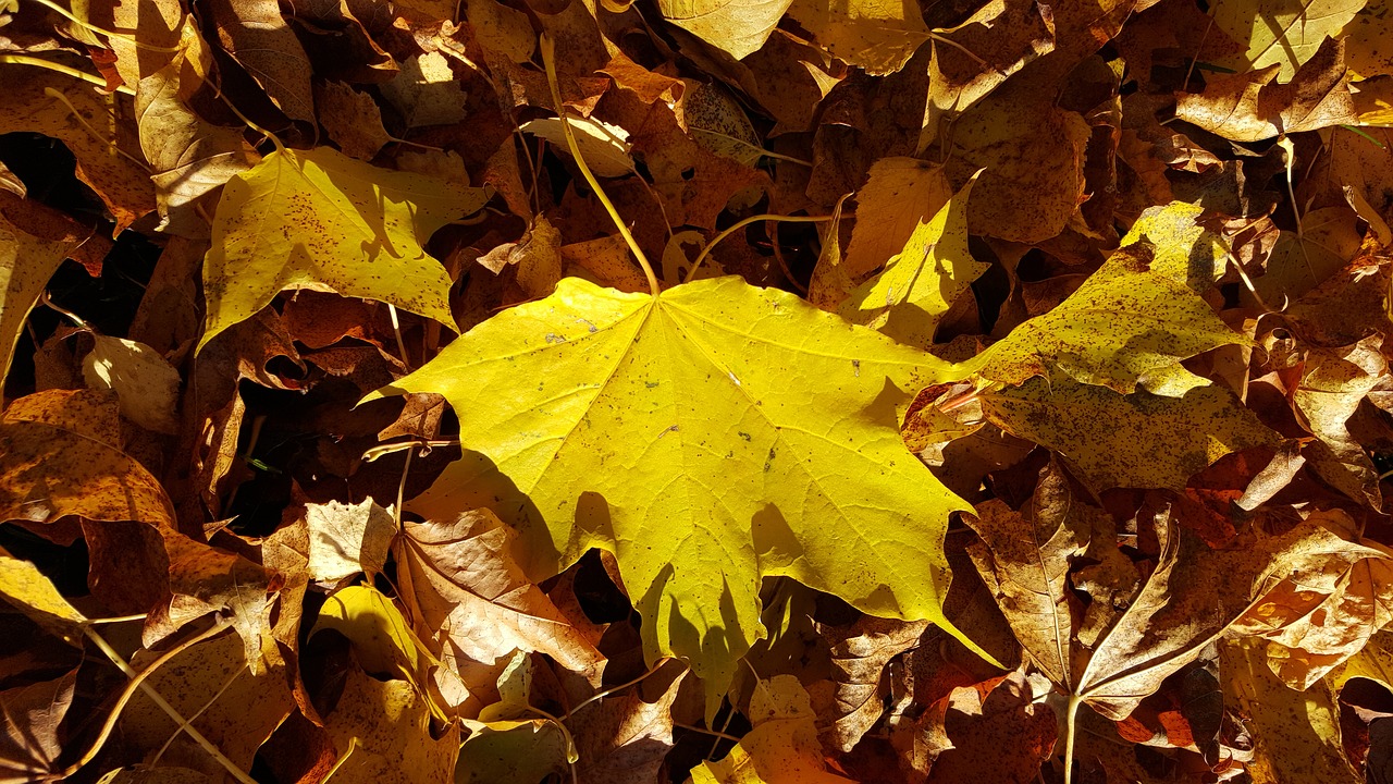 autumn leaf nature free photo