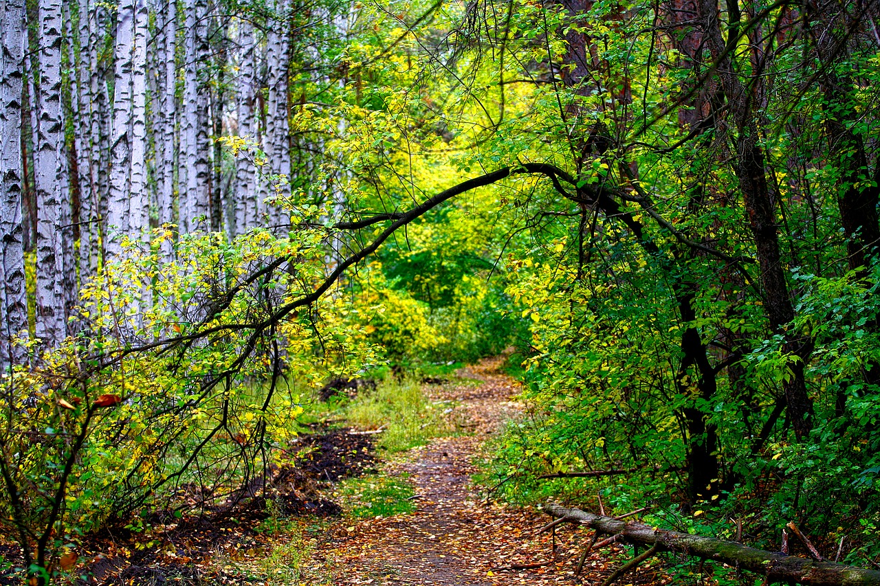 autumn forest path free photo