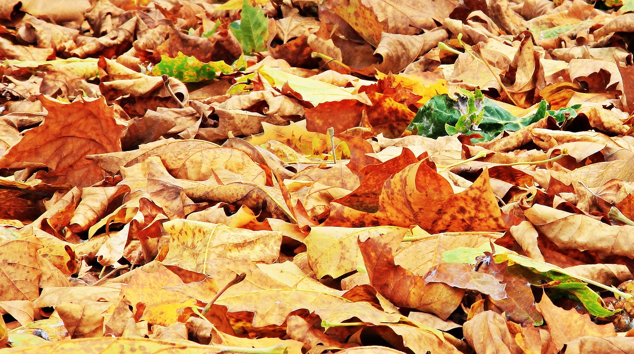 autumn fall leaves leaves free photo