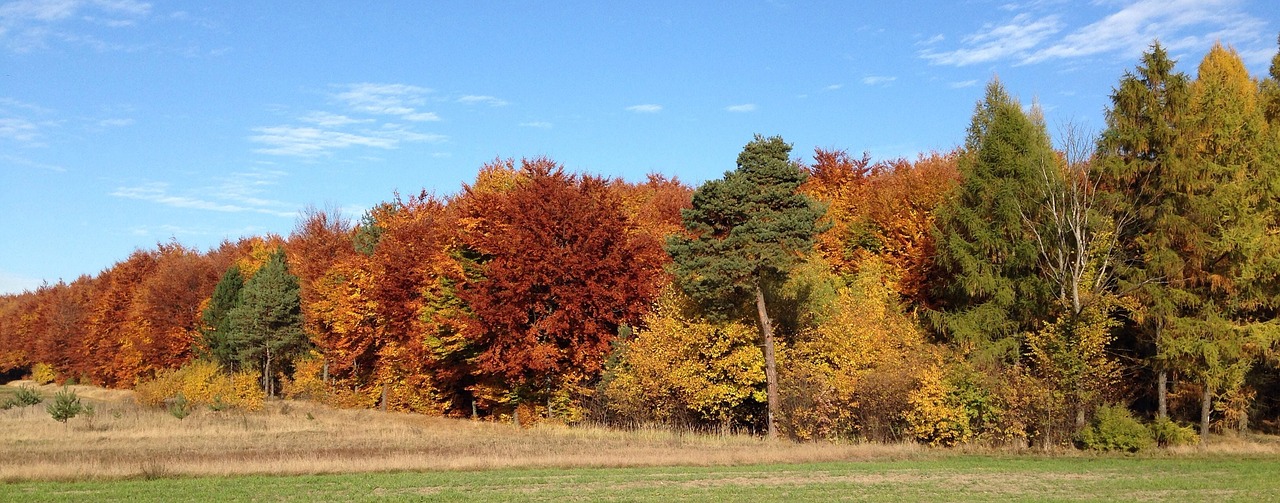 autumn forest landscape free photo