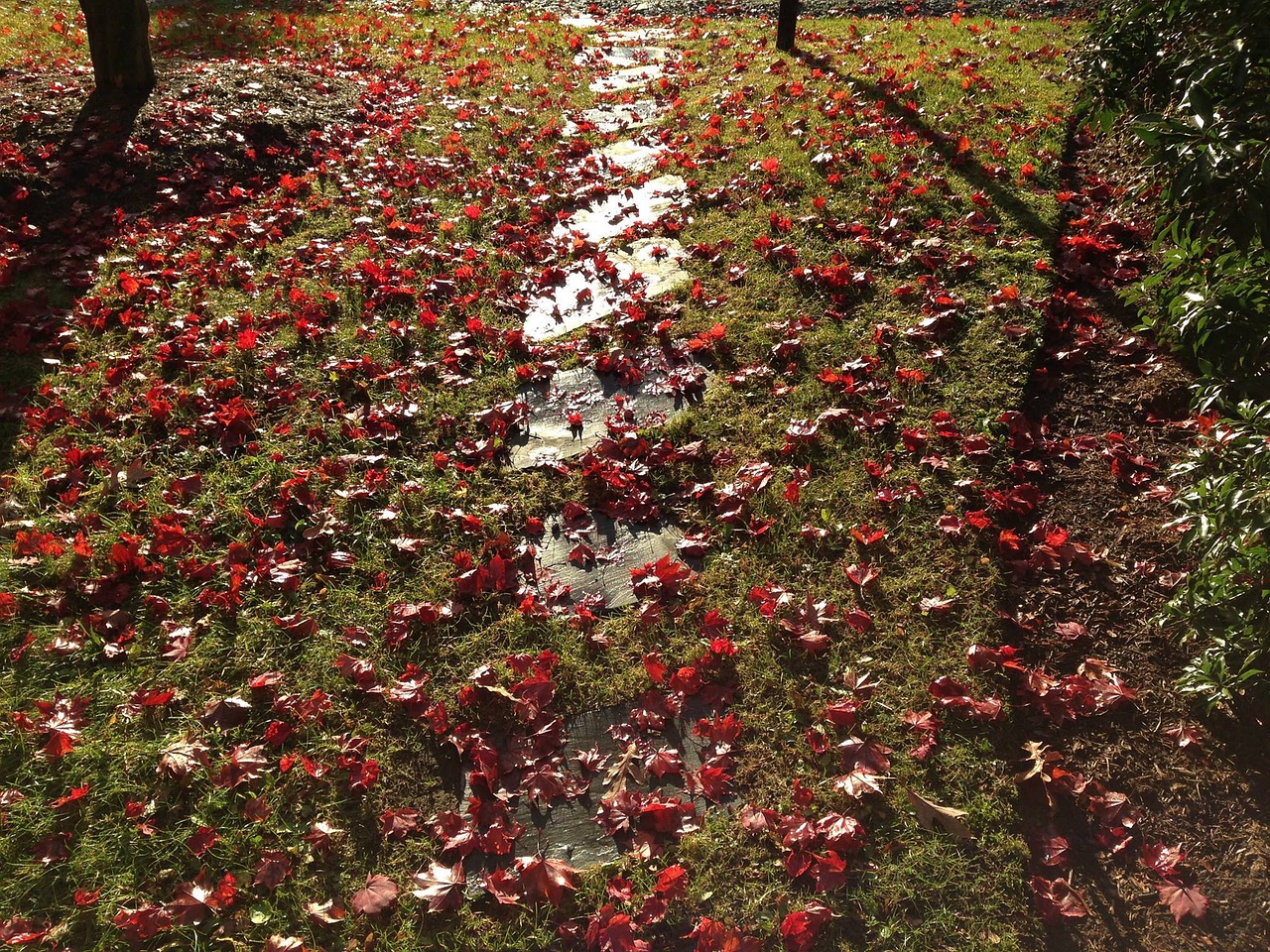 autumn leaves light free photo