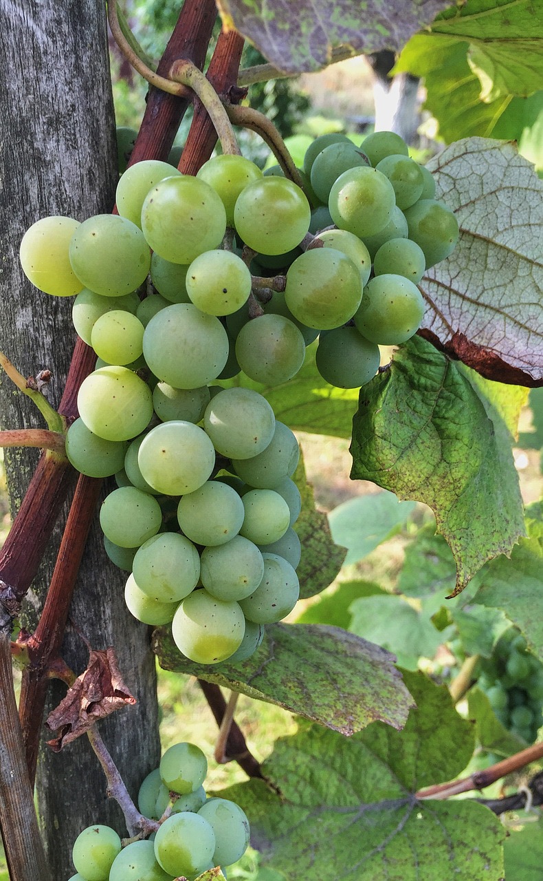 autumn grapes bunch of grapes free photo