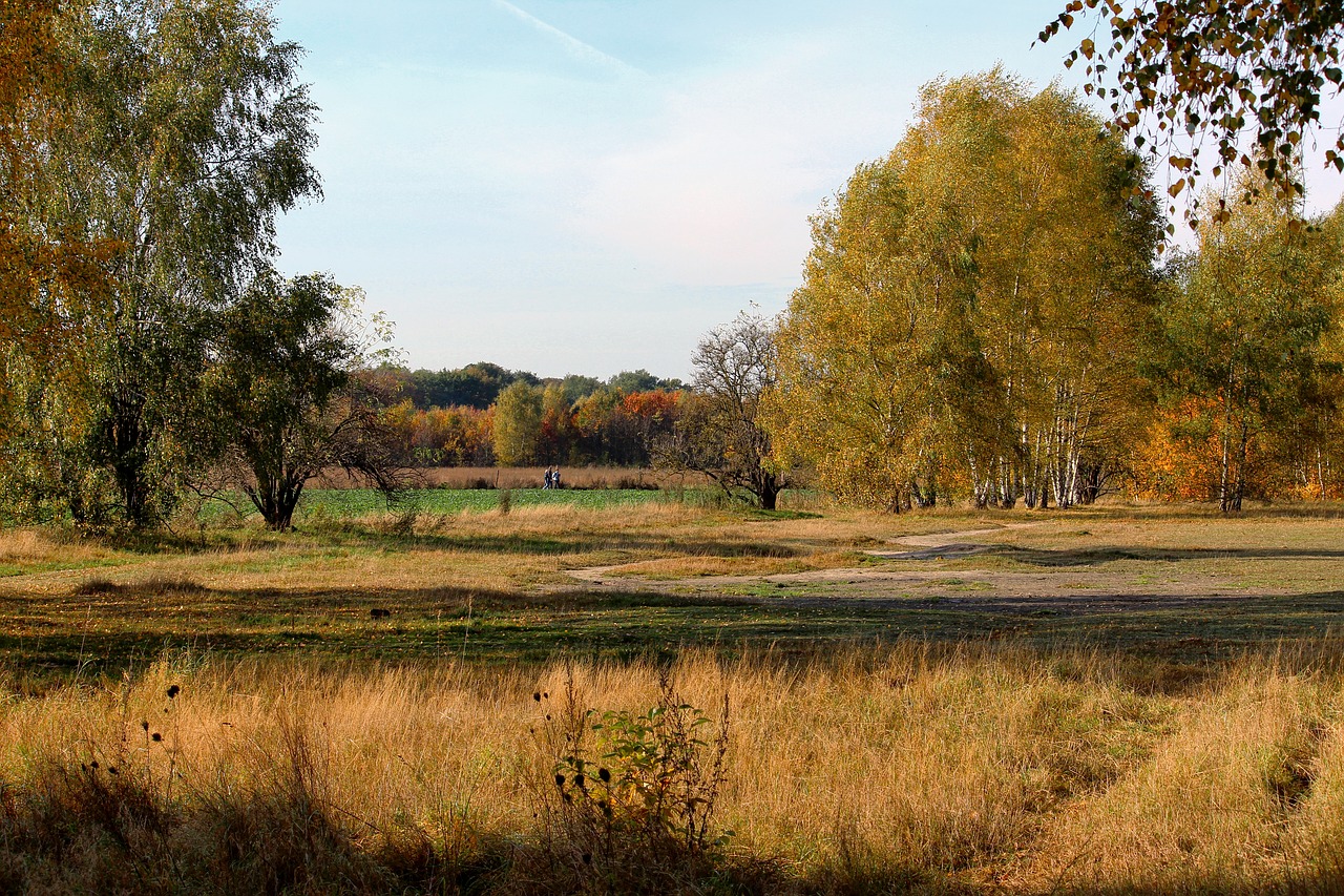 autumn autumn forest emerge free photo