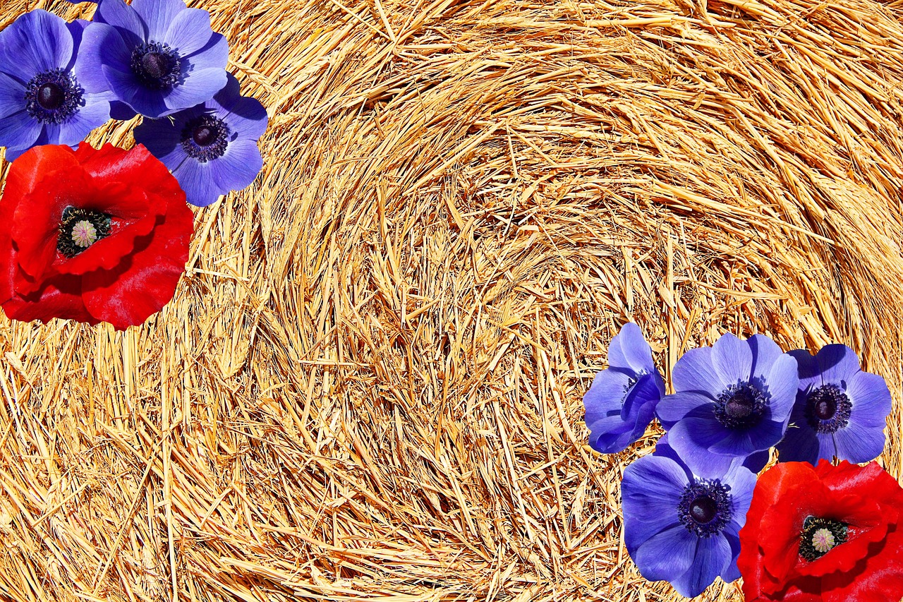 autumn hay straw free photo