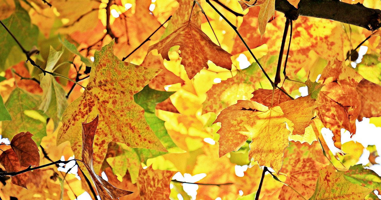 autumn fall leaves leaves free photo